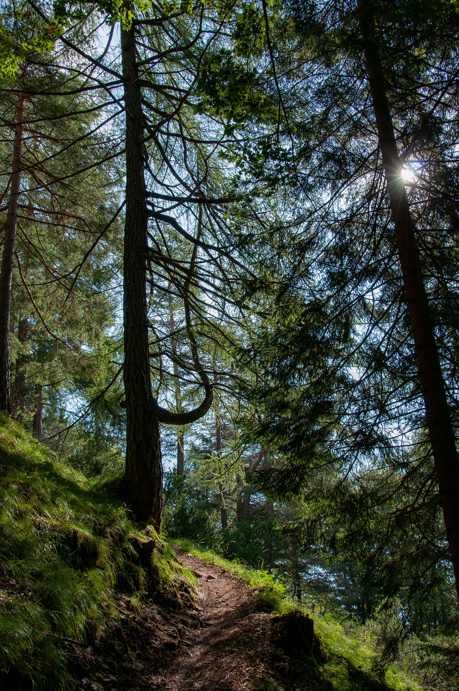Curve naturali