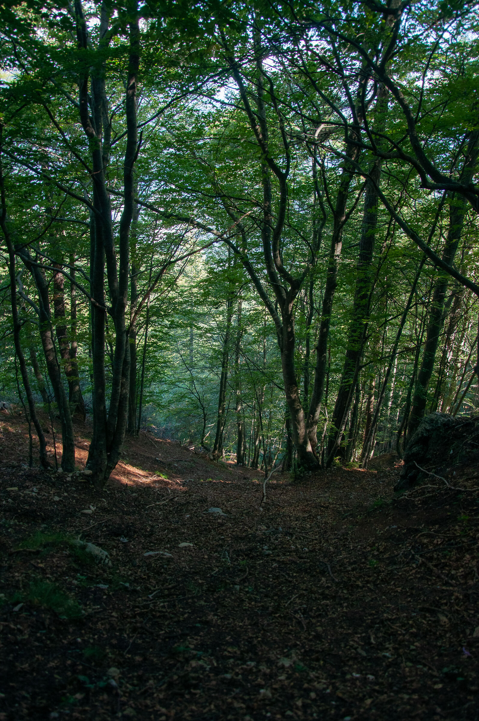 Il sottobosco