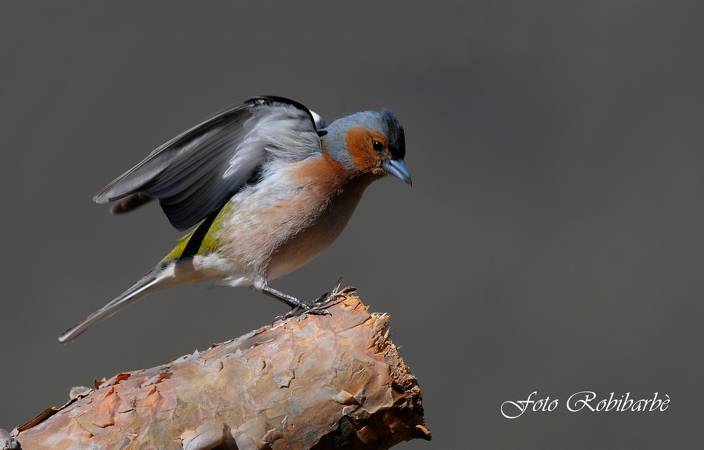 Fringuello....maschio....