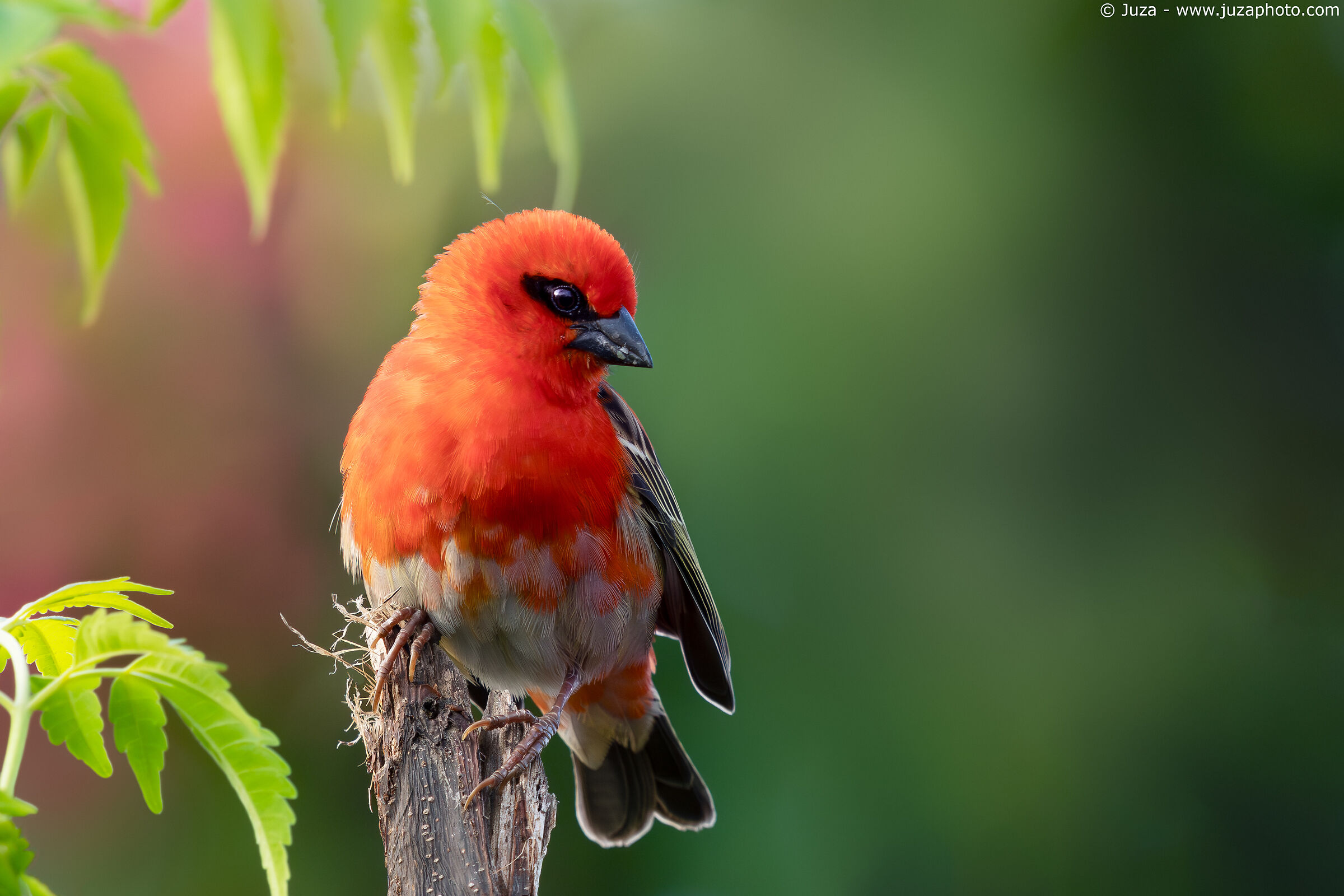Flaming weaver (Foudia madagascariensis)