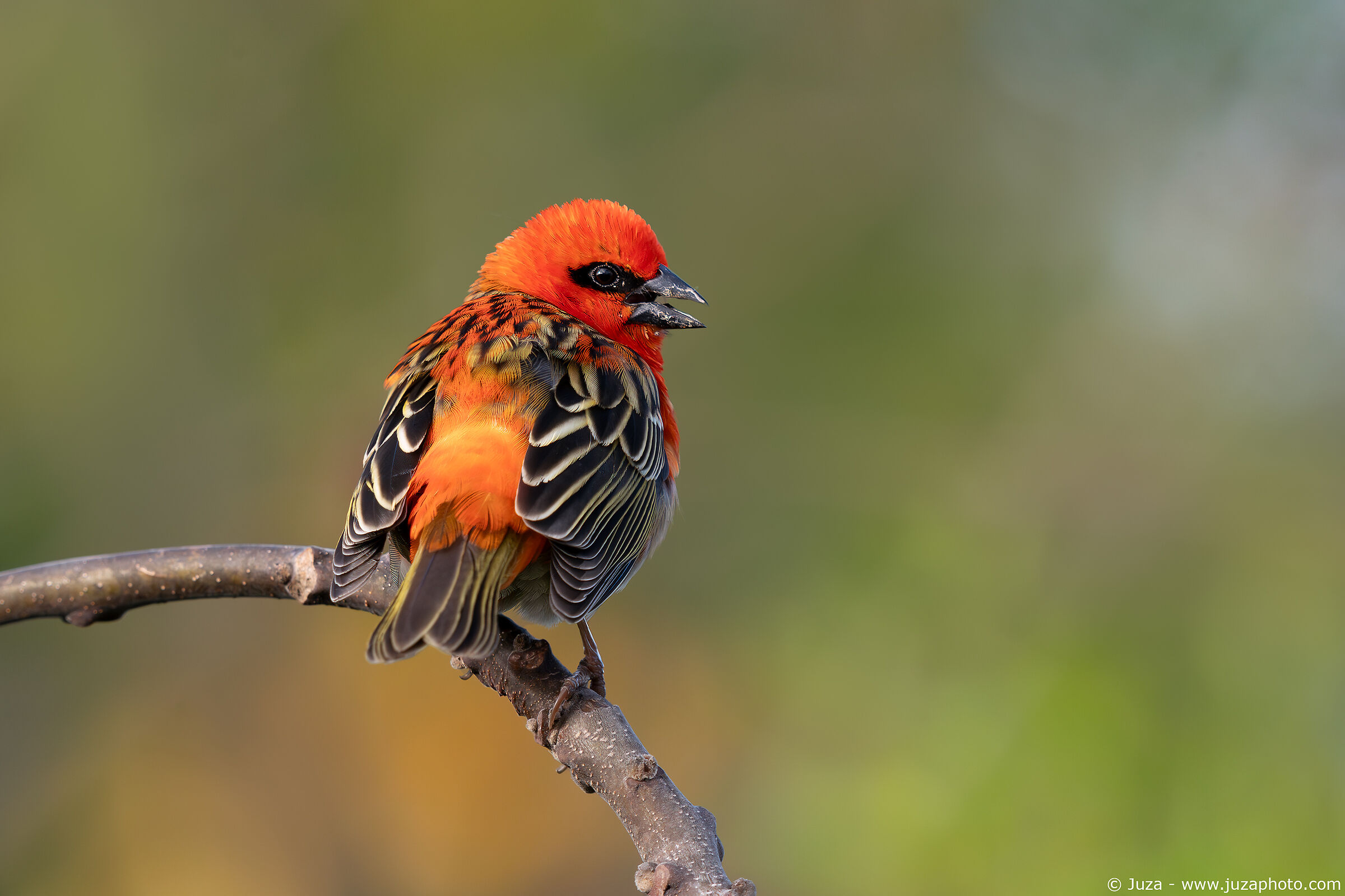 Tessitore fiammante (Foudia madagascariensis)