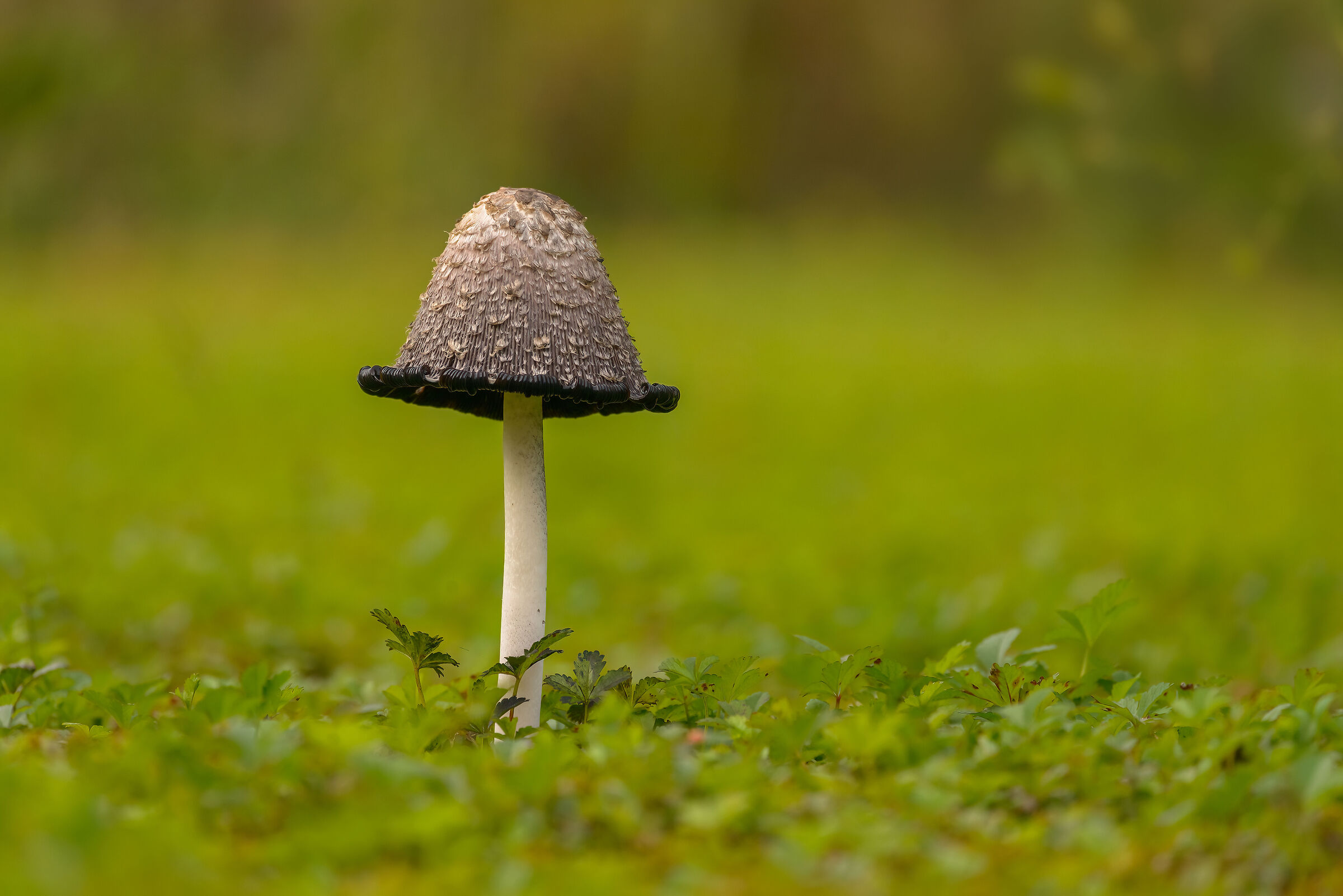 Mushroom