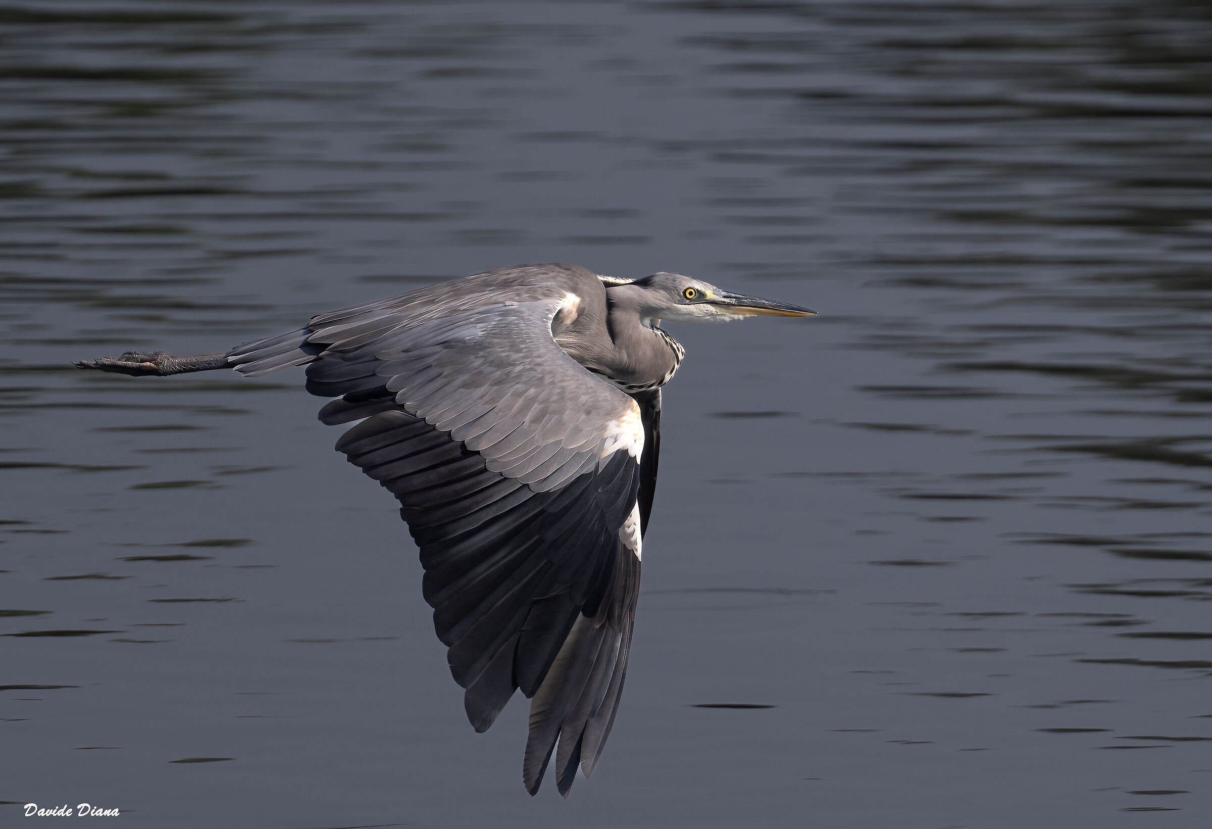 Grey heron