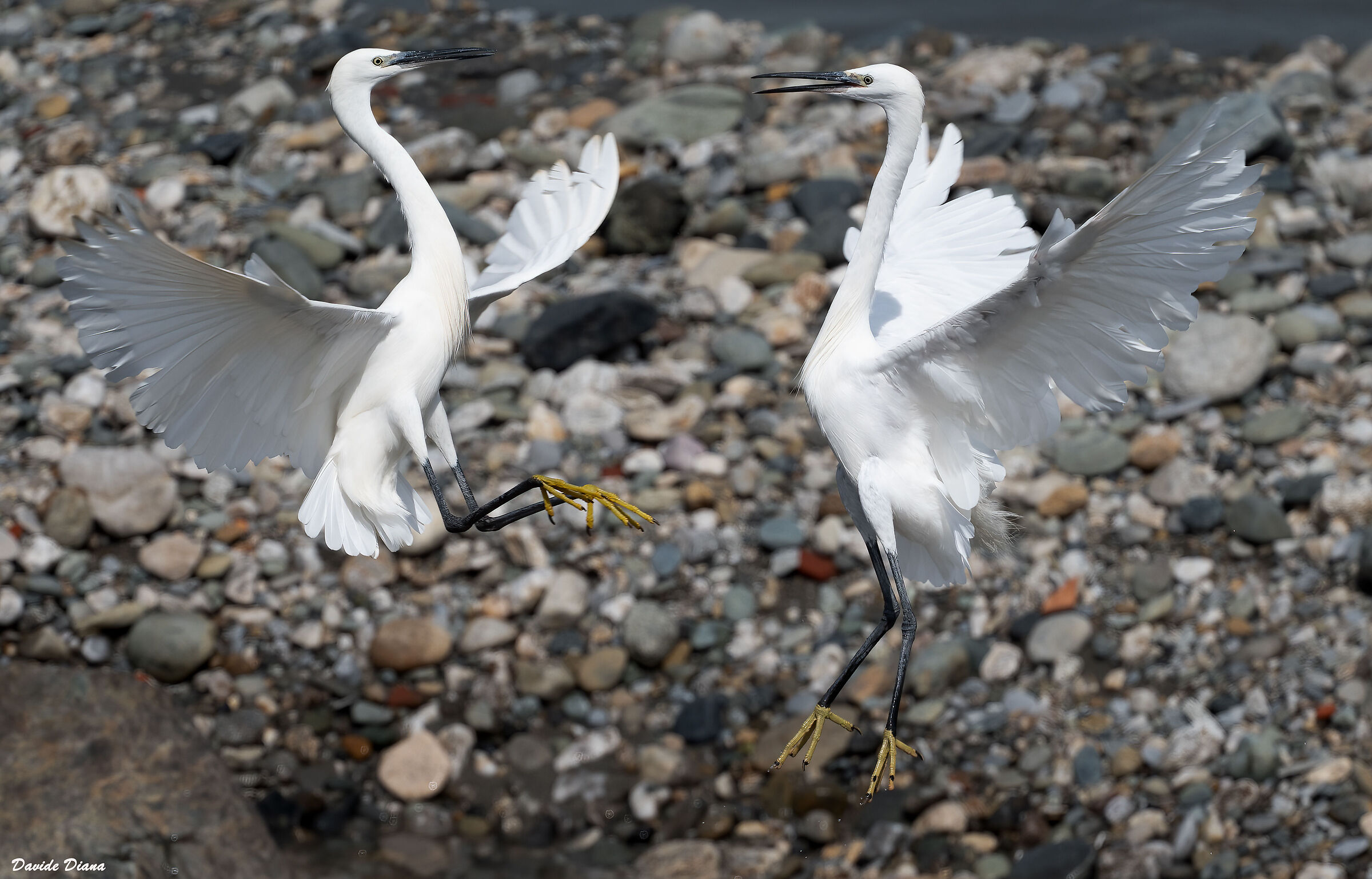 Egrets