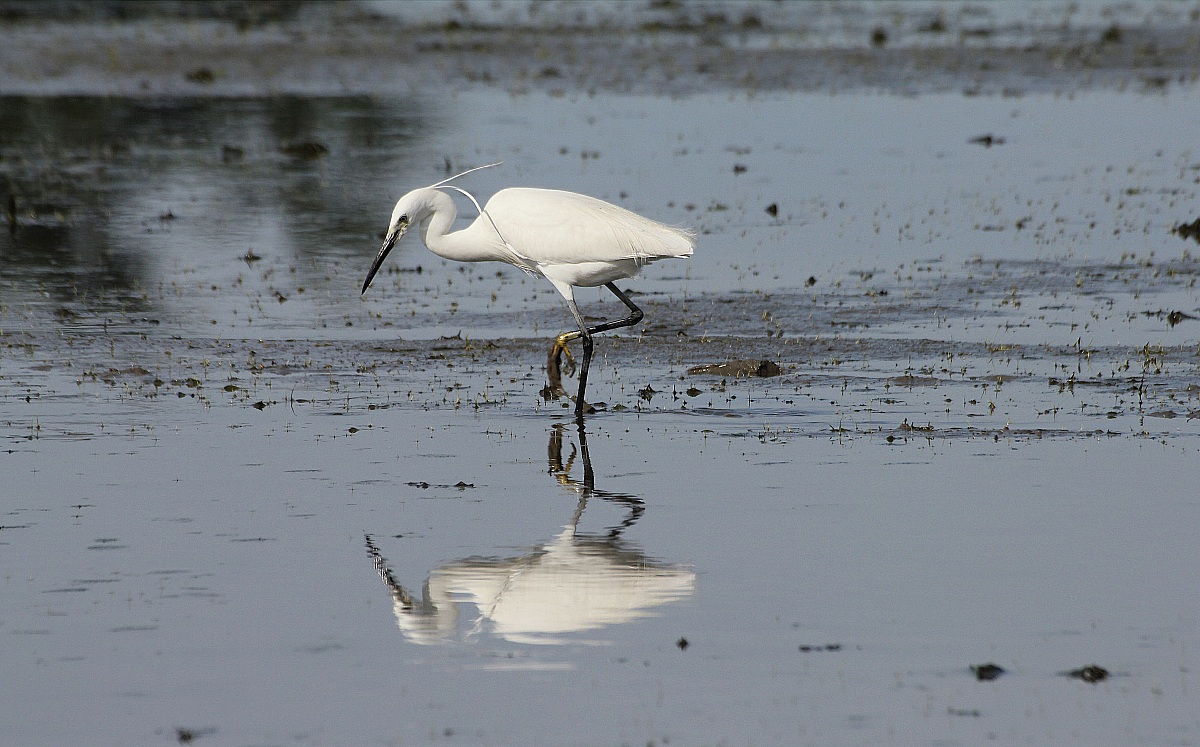 Egret