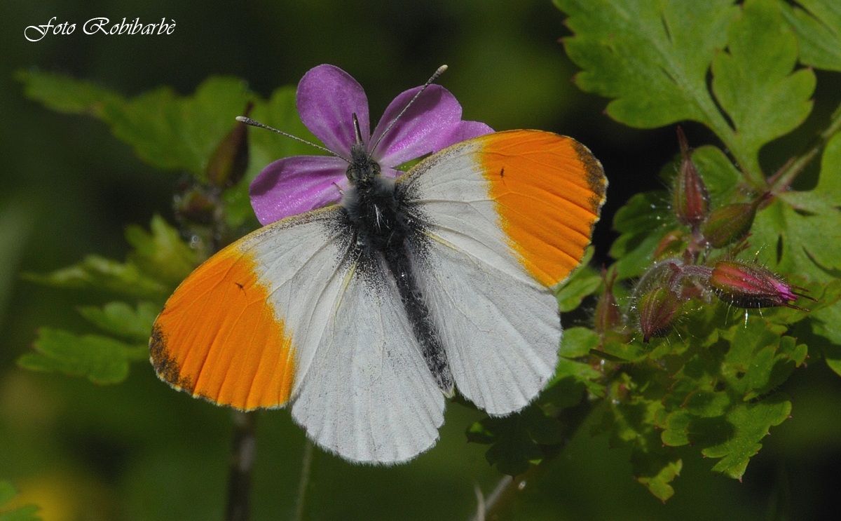 Anthocharis cardamines.....Aurora...
