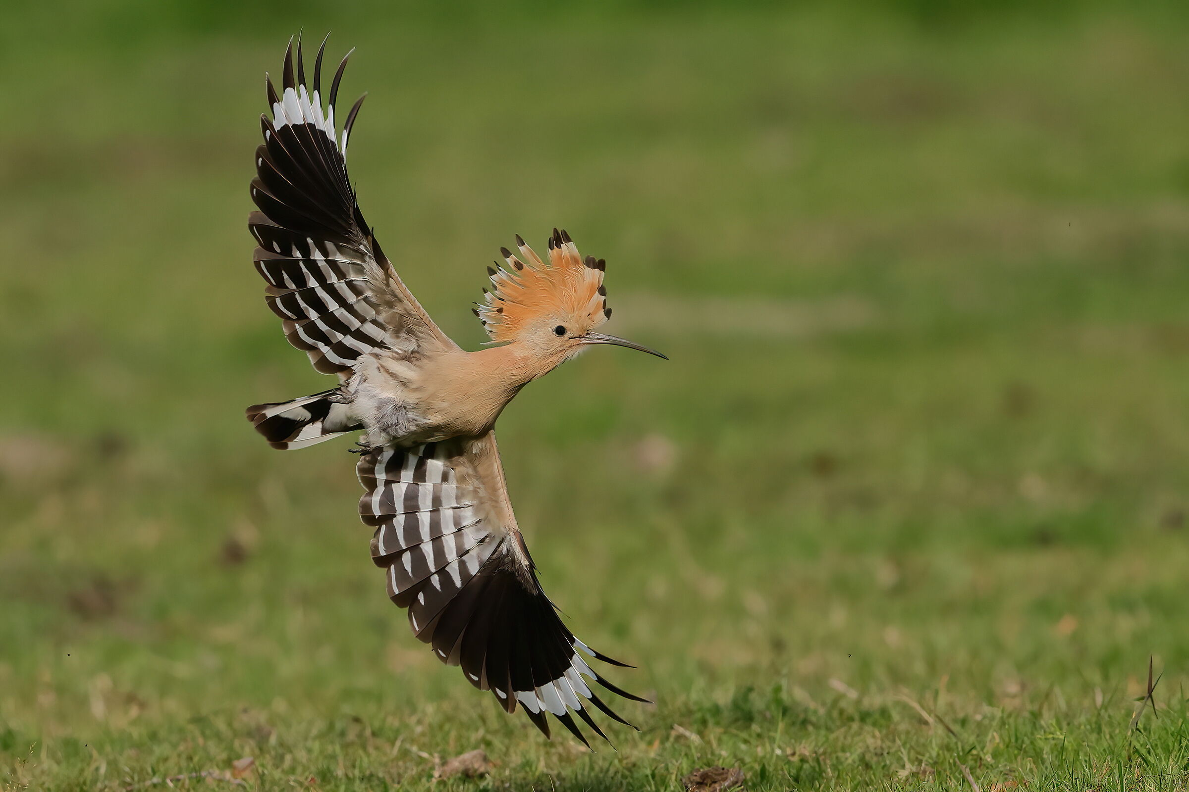 Hoopoe