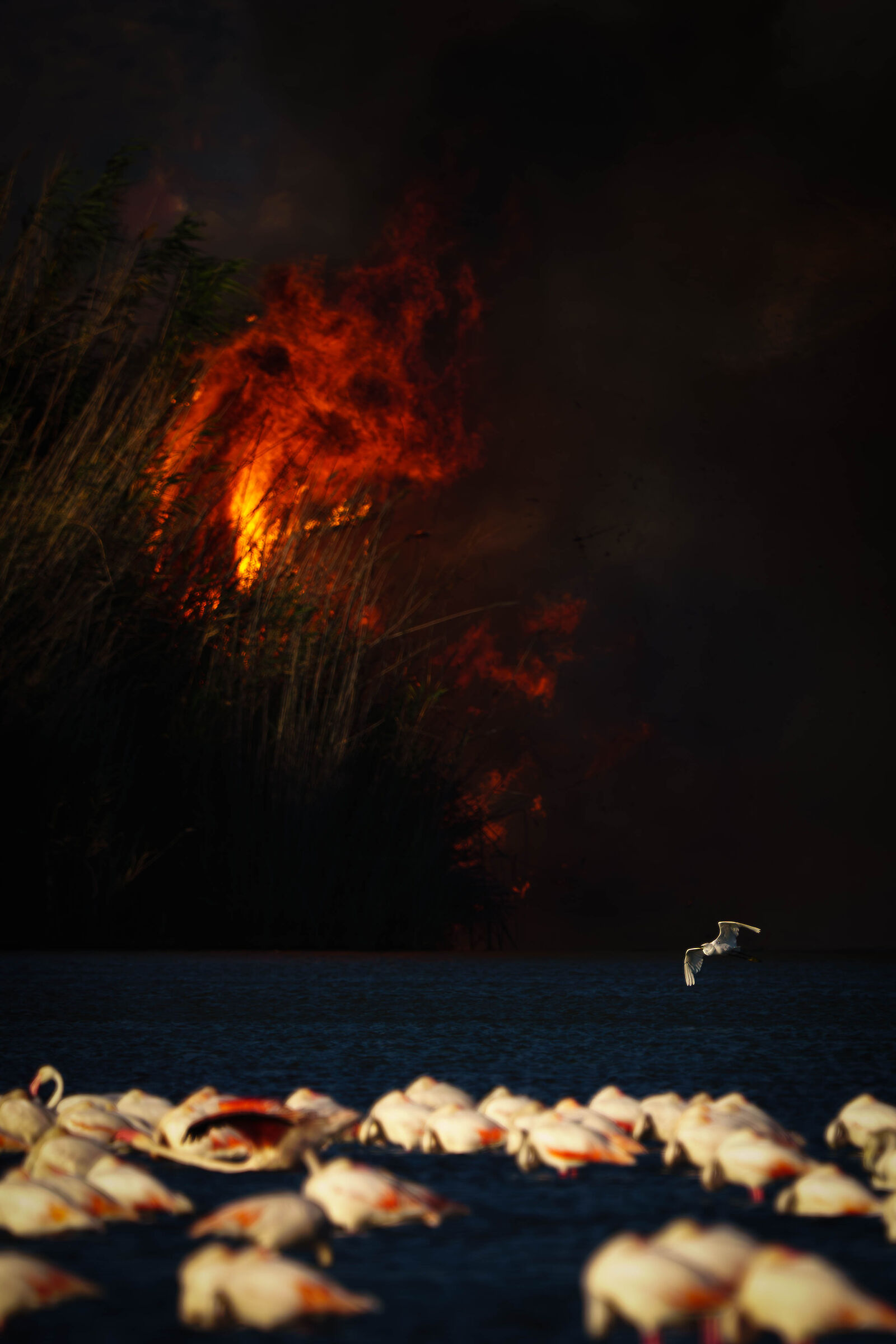 Flying through the flames #1