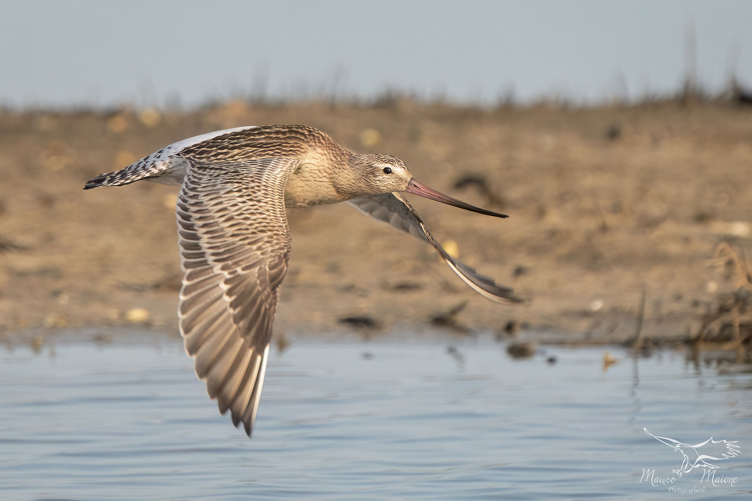bar-tailed godwit