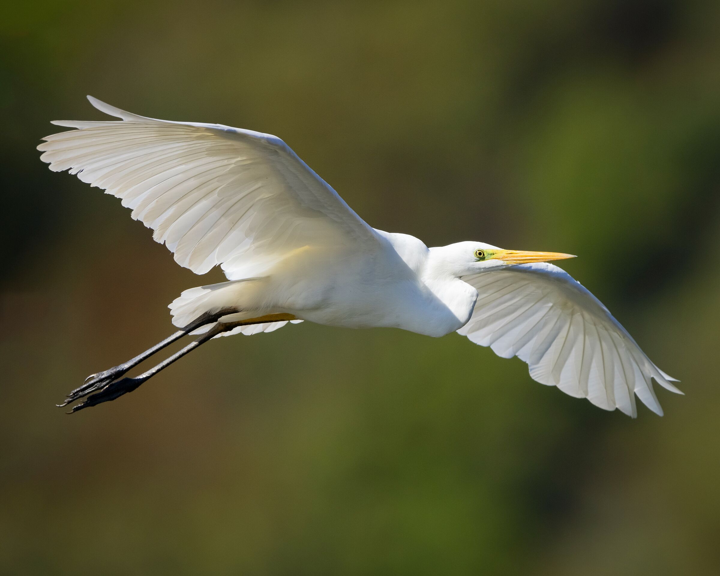 Airone bianco maggiore