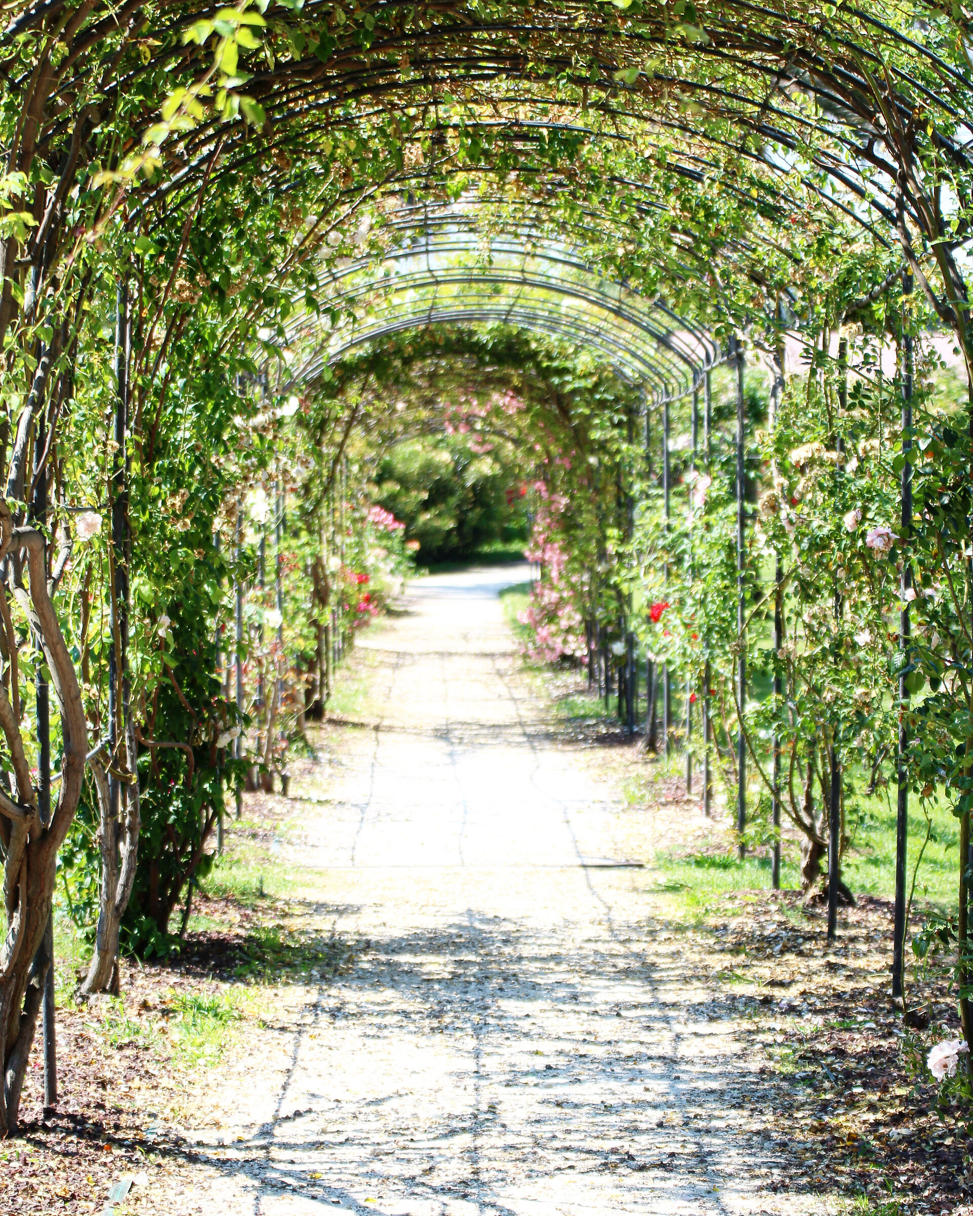 Viale floreale