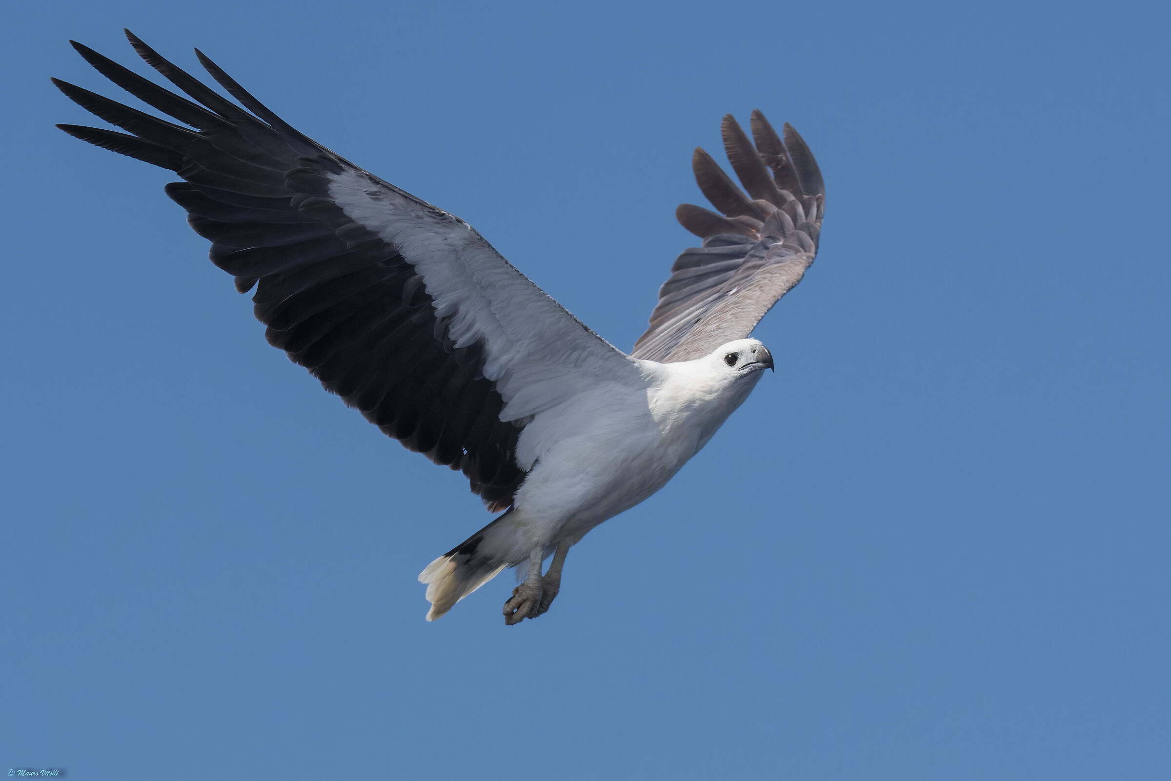 White-bellied fish eagle (Haliaeetus leucogaster)