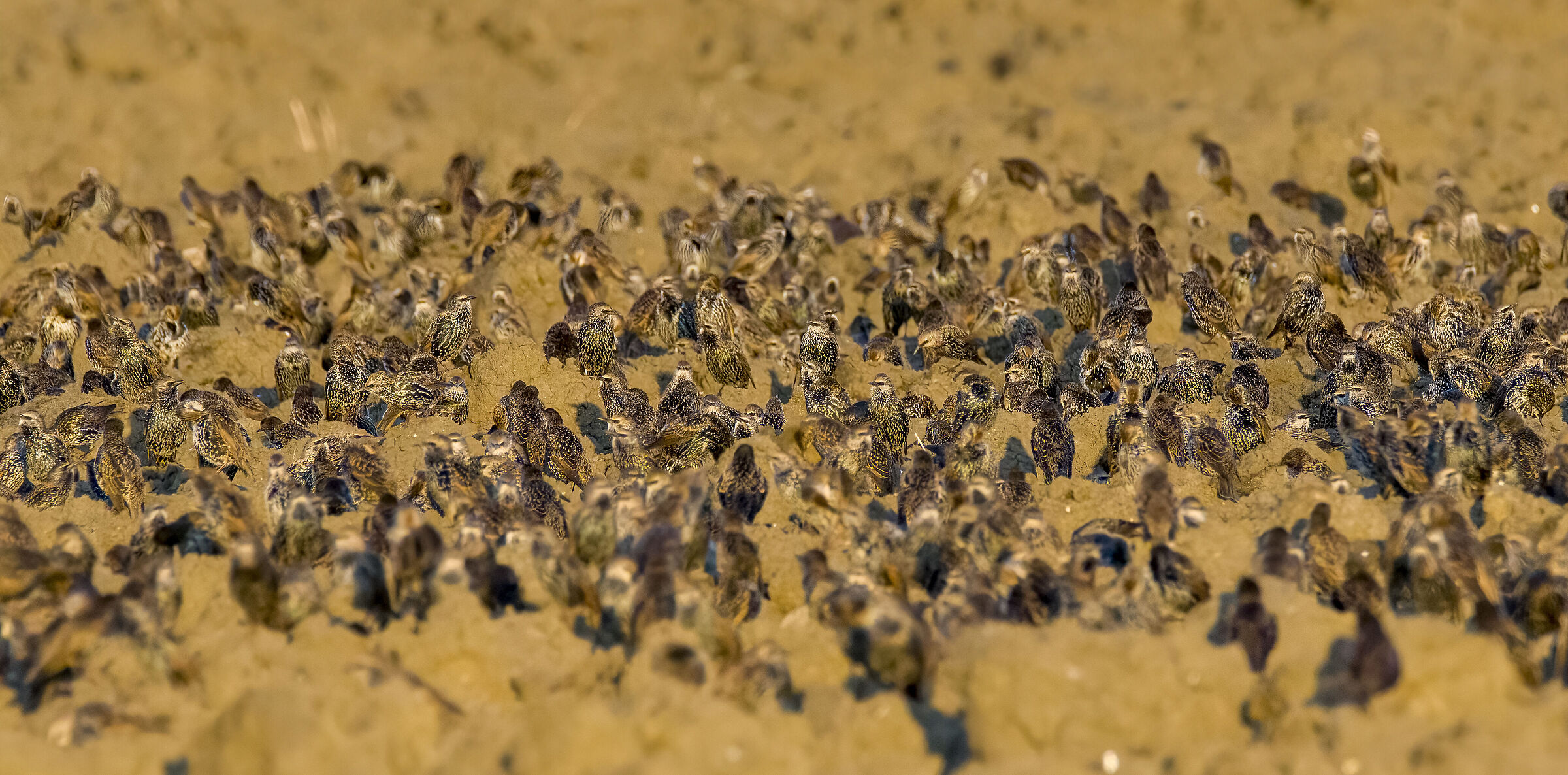 E' tempo di migrazione..