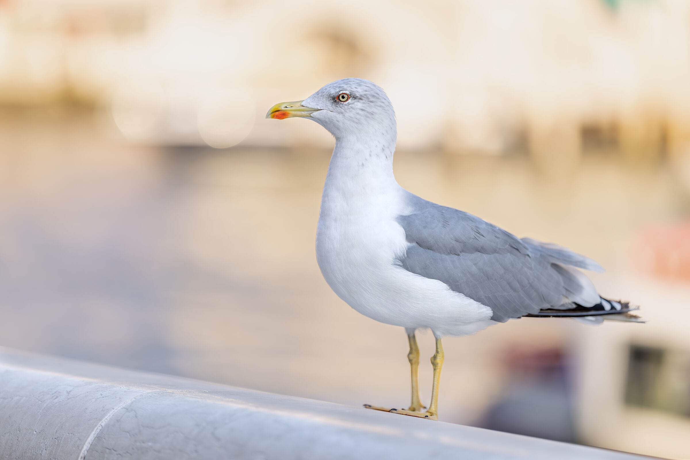 Larus michahellis