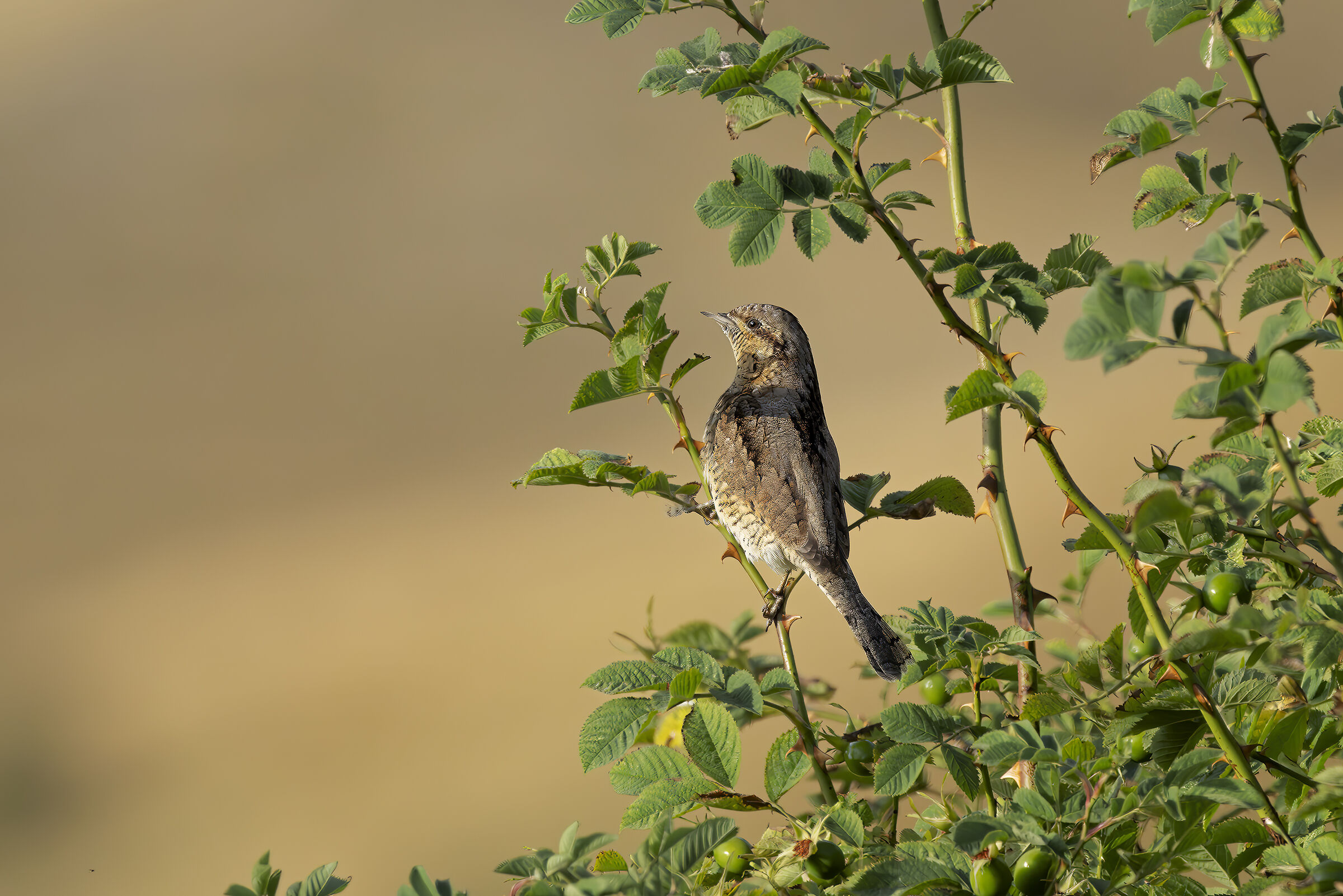 Wryneck