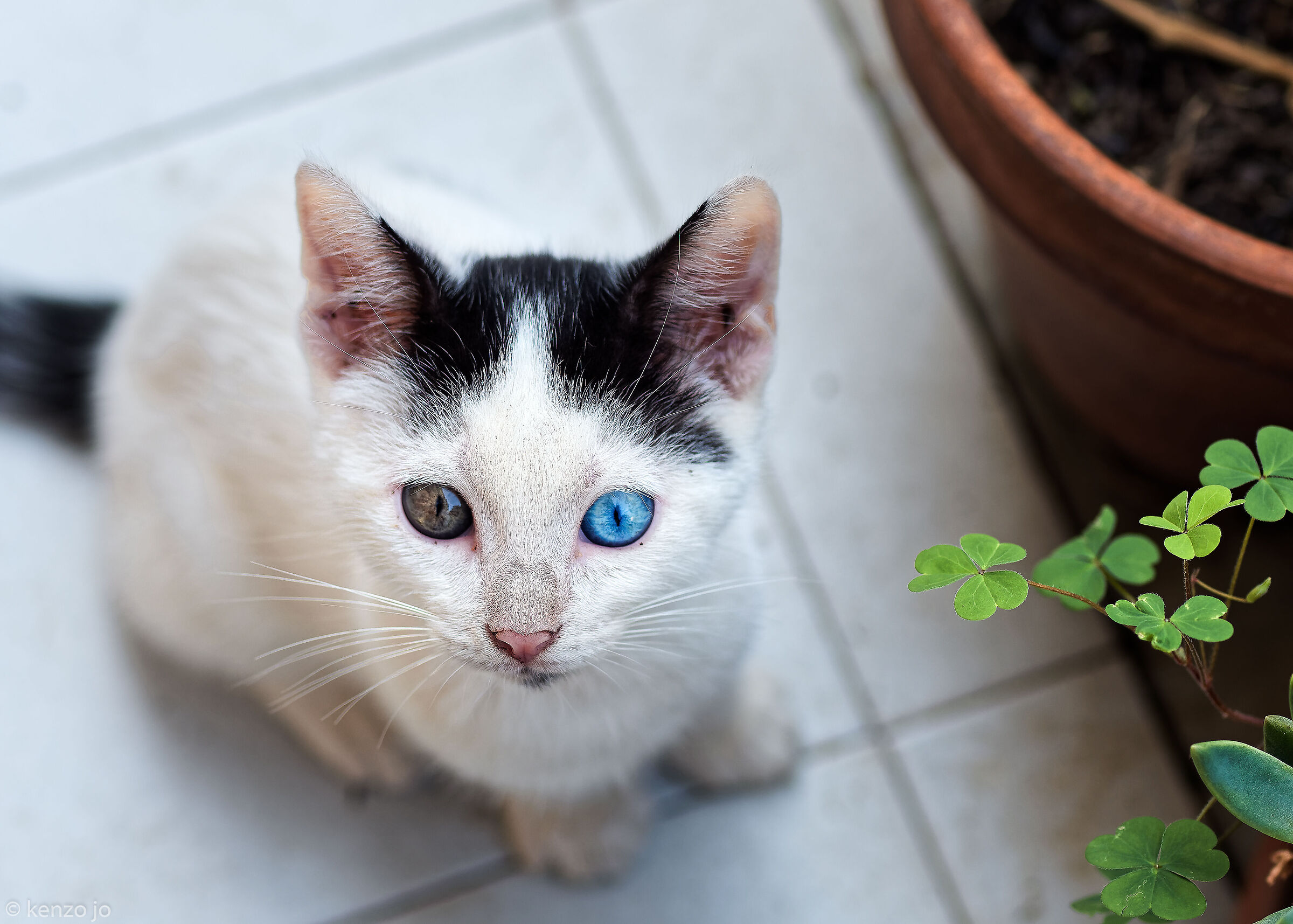 Una nuova adozione: Blu