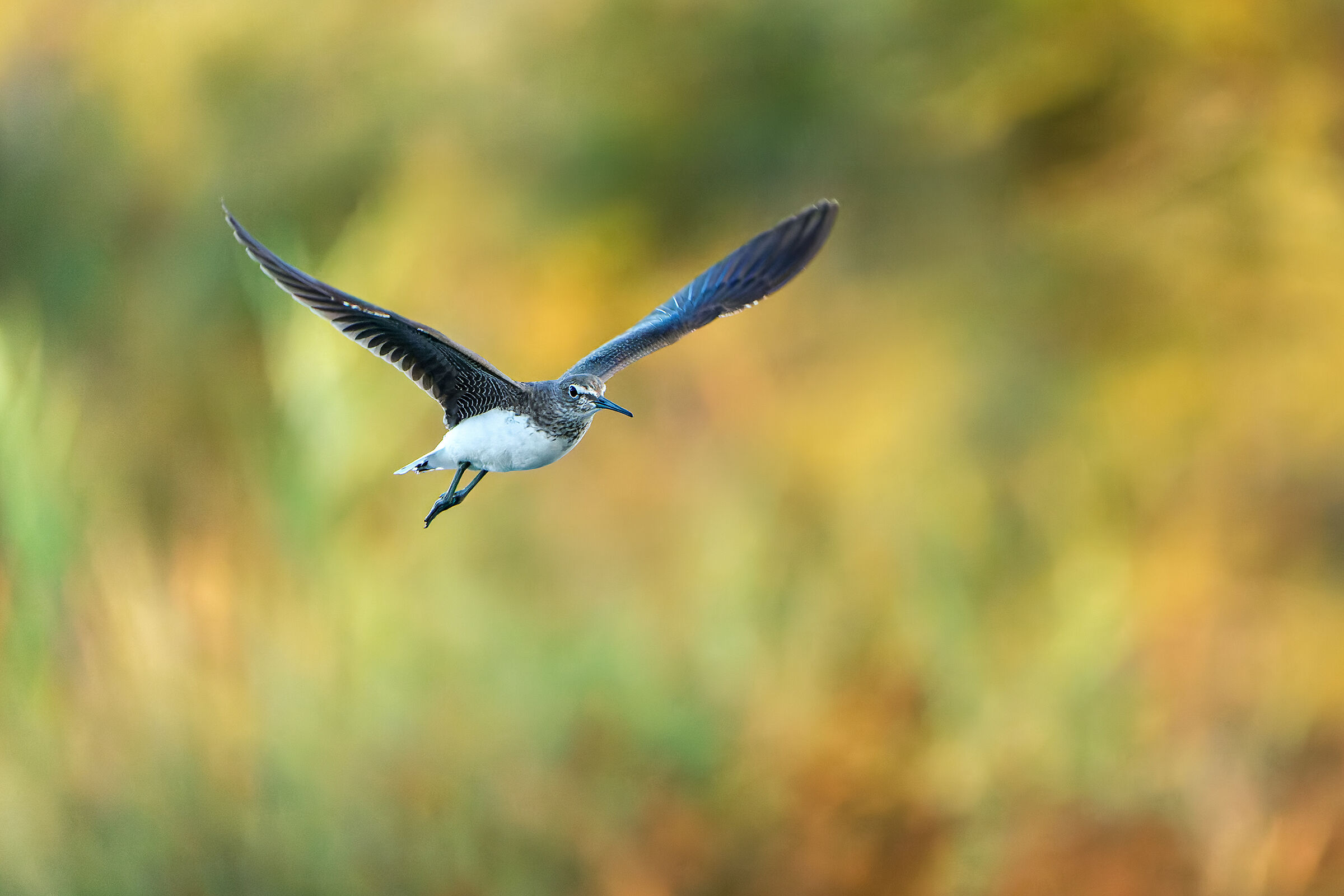 All'alba - Piro piro culbianco