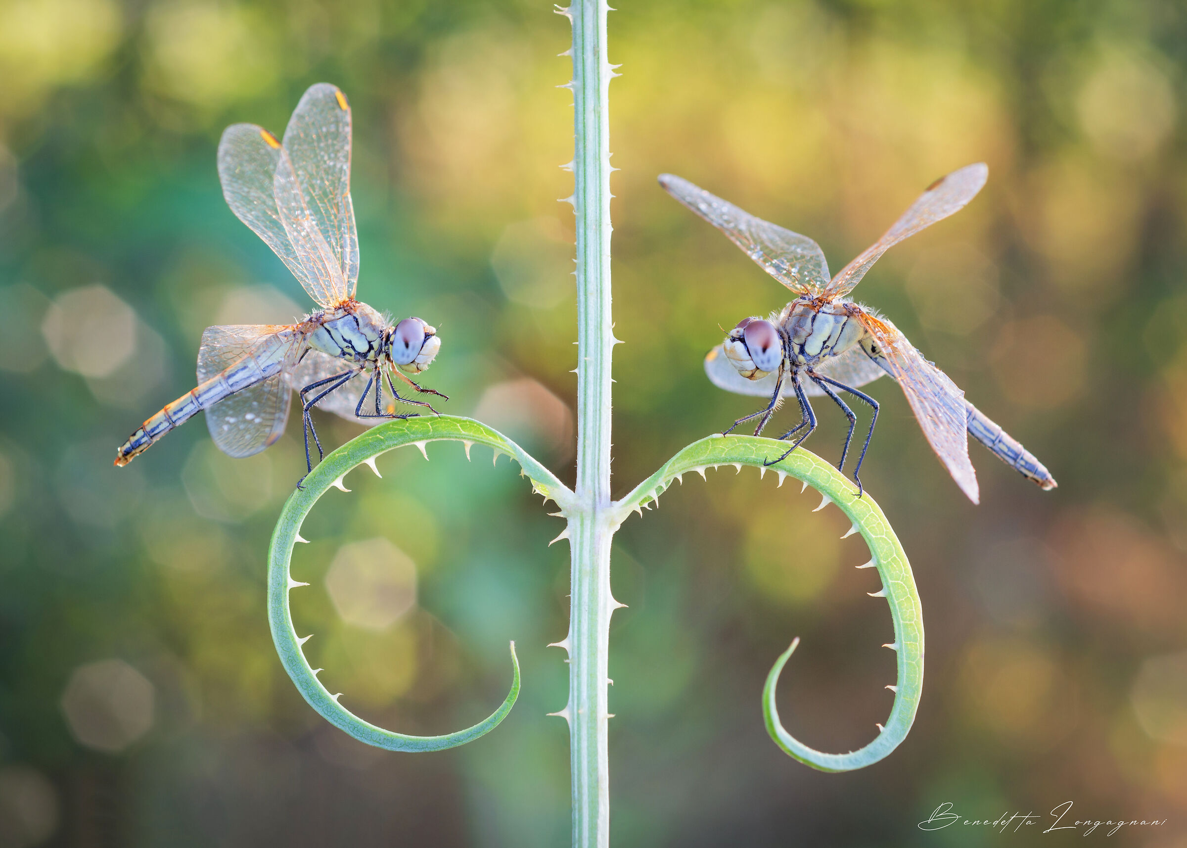 Pair of sympetrum