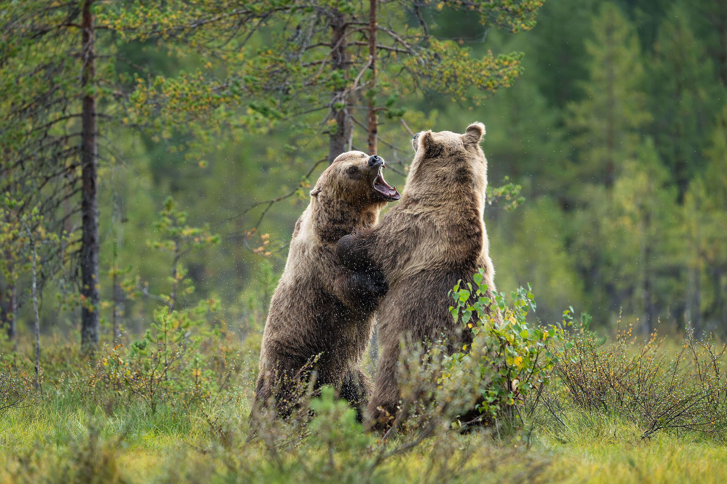 Bear' fight