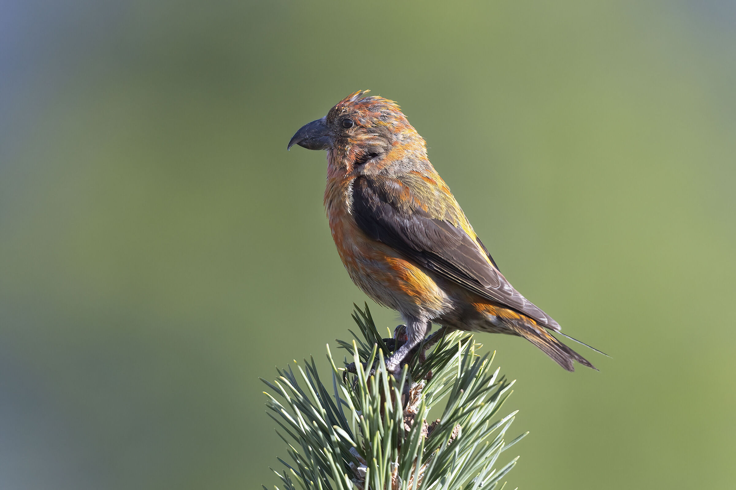 nel mondo del crociere