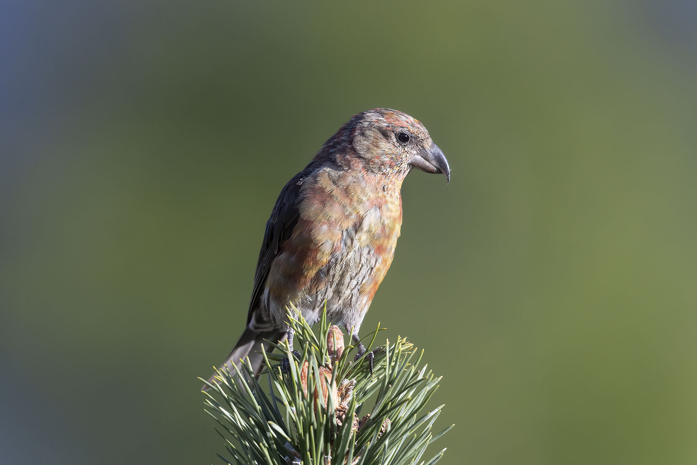 crociere a× (in muta)