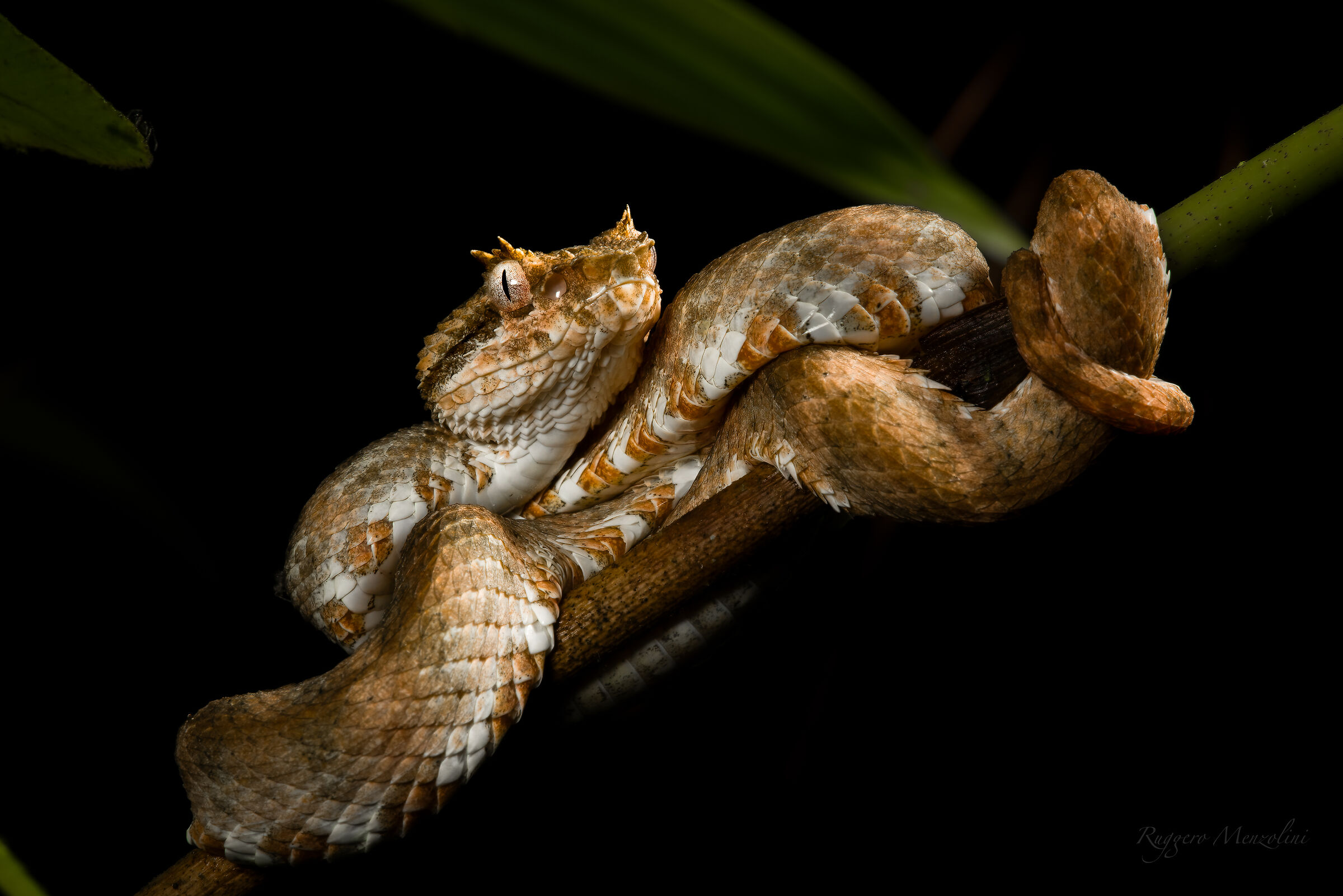 Eyelash viper