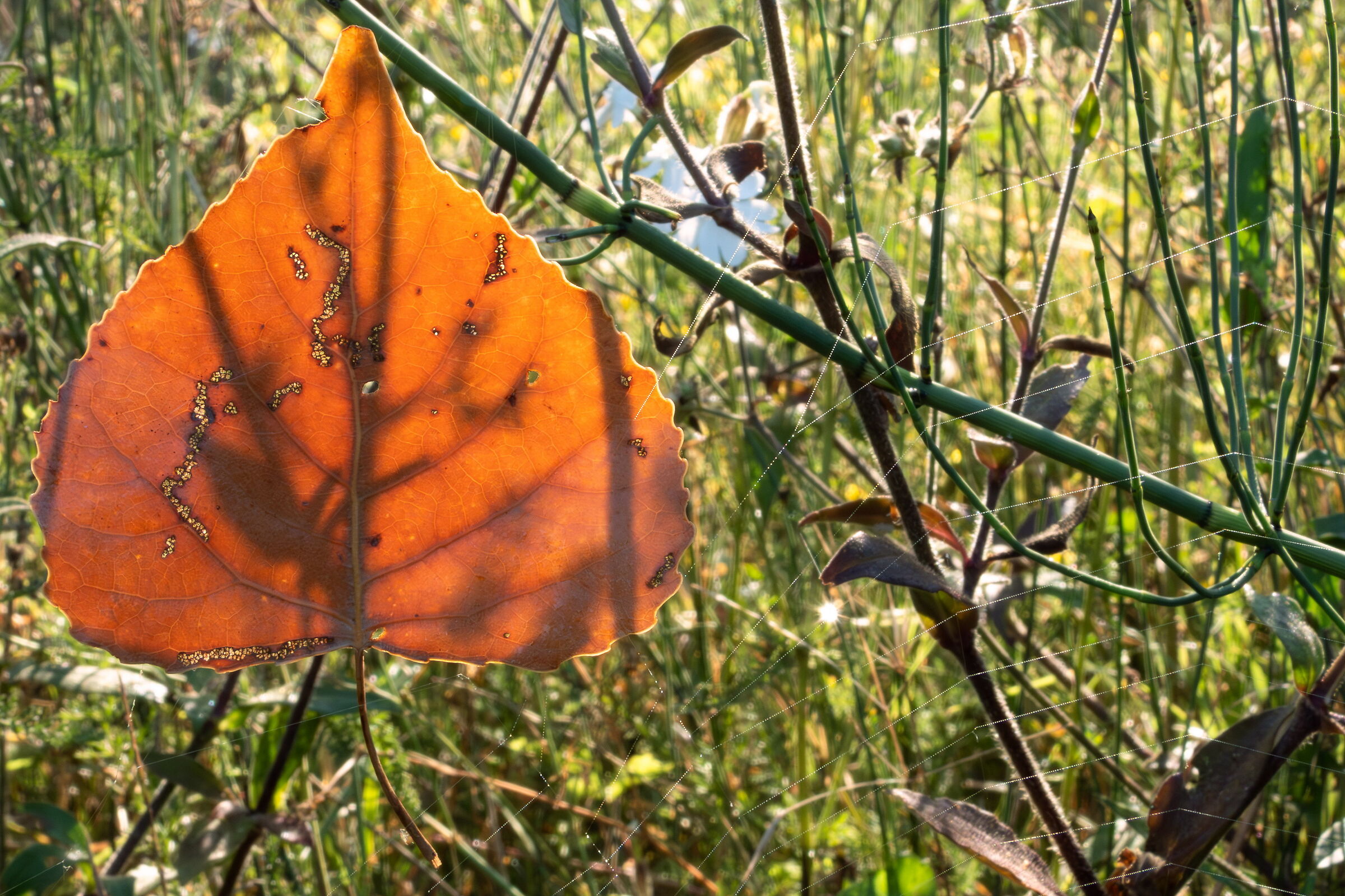 Close-up set with Coolpix p1000 (36)