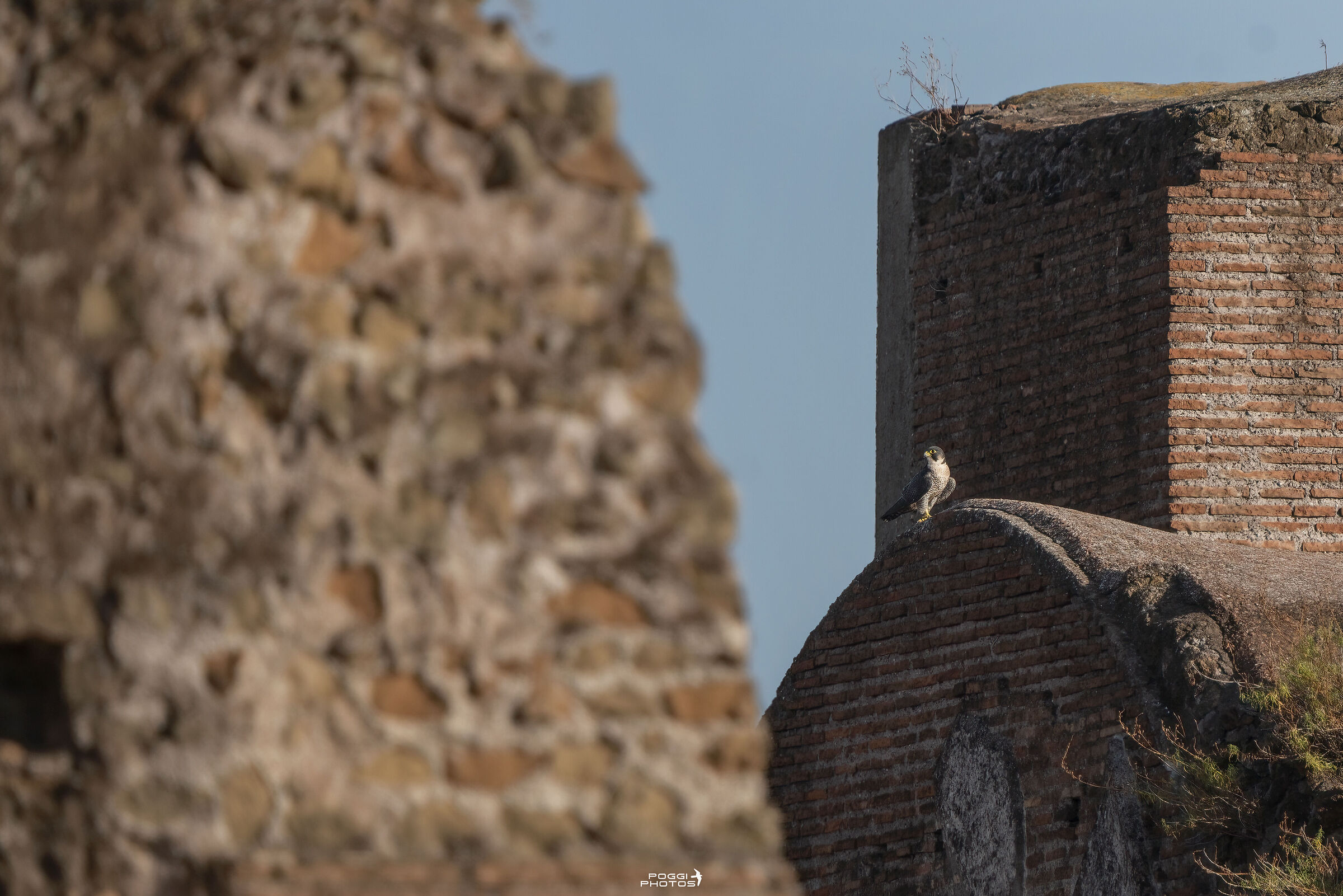 Peregrine falcon at the Palatine Hill