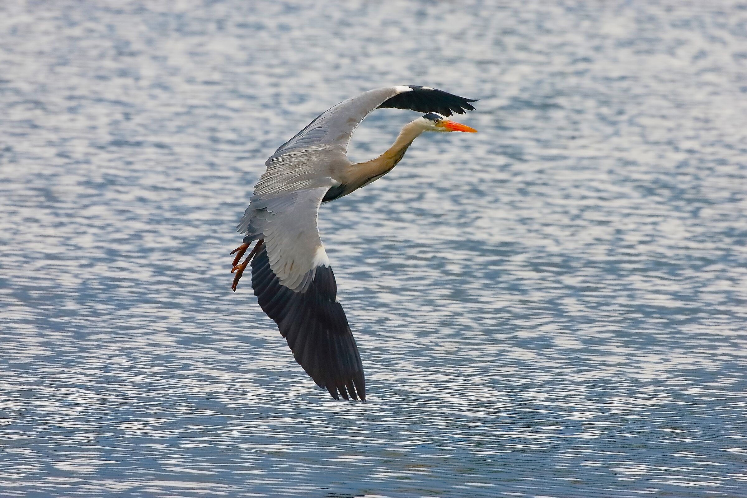 Cenerino 29 aprile 2023