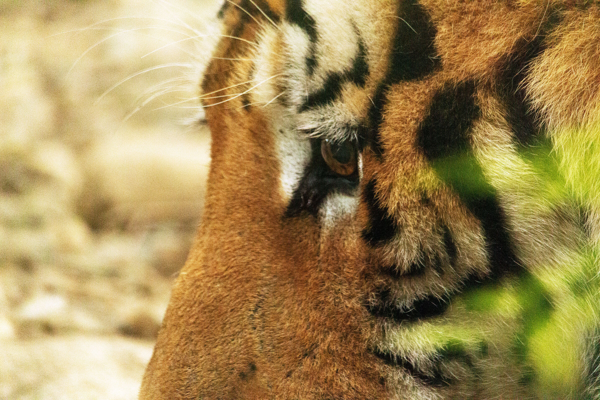 Tigre