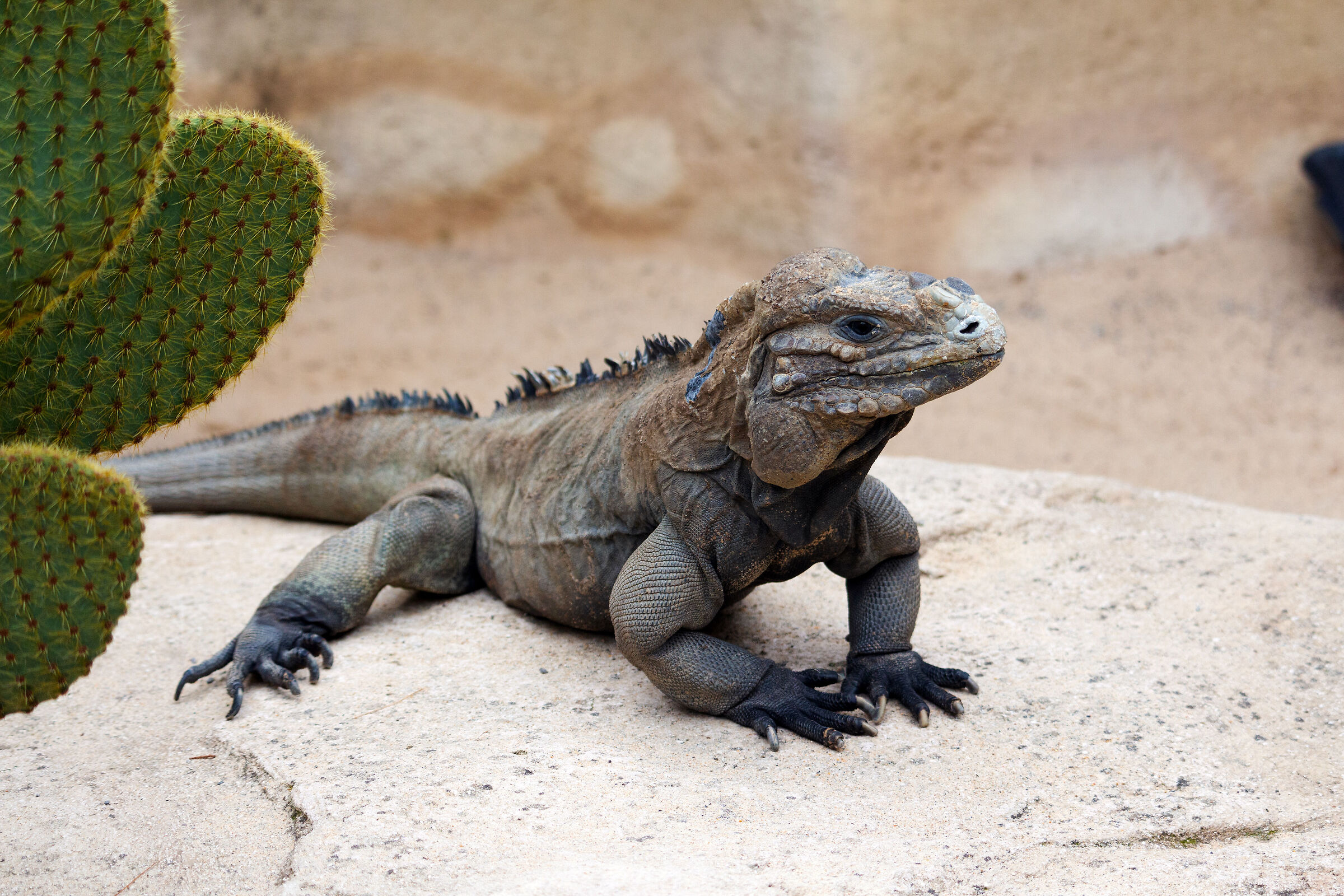 Iguana