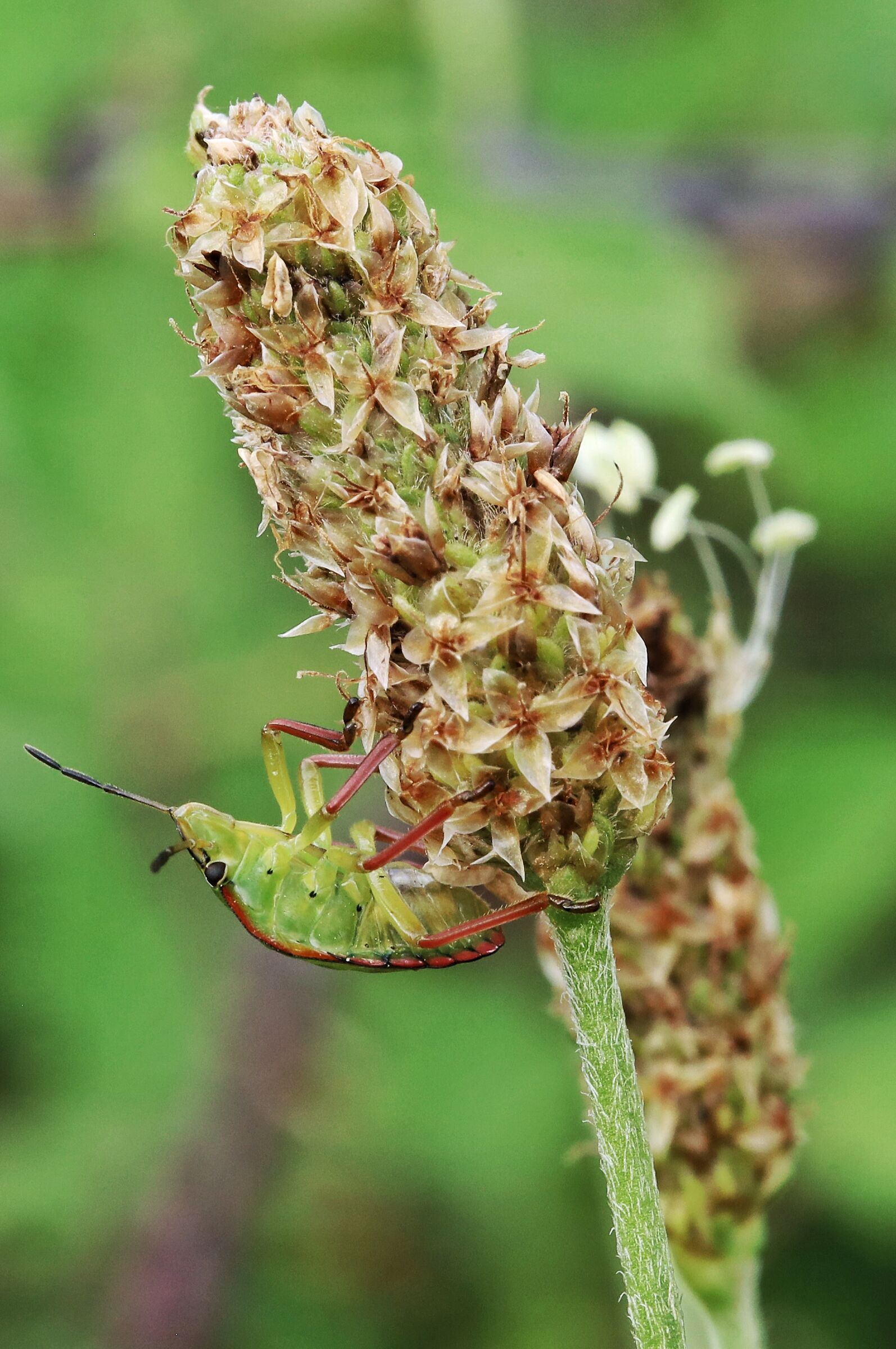 Nezara viridula _ neanide su Plantago lanceolata