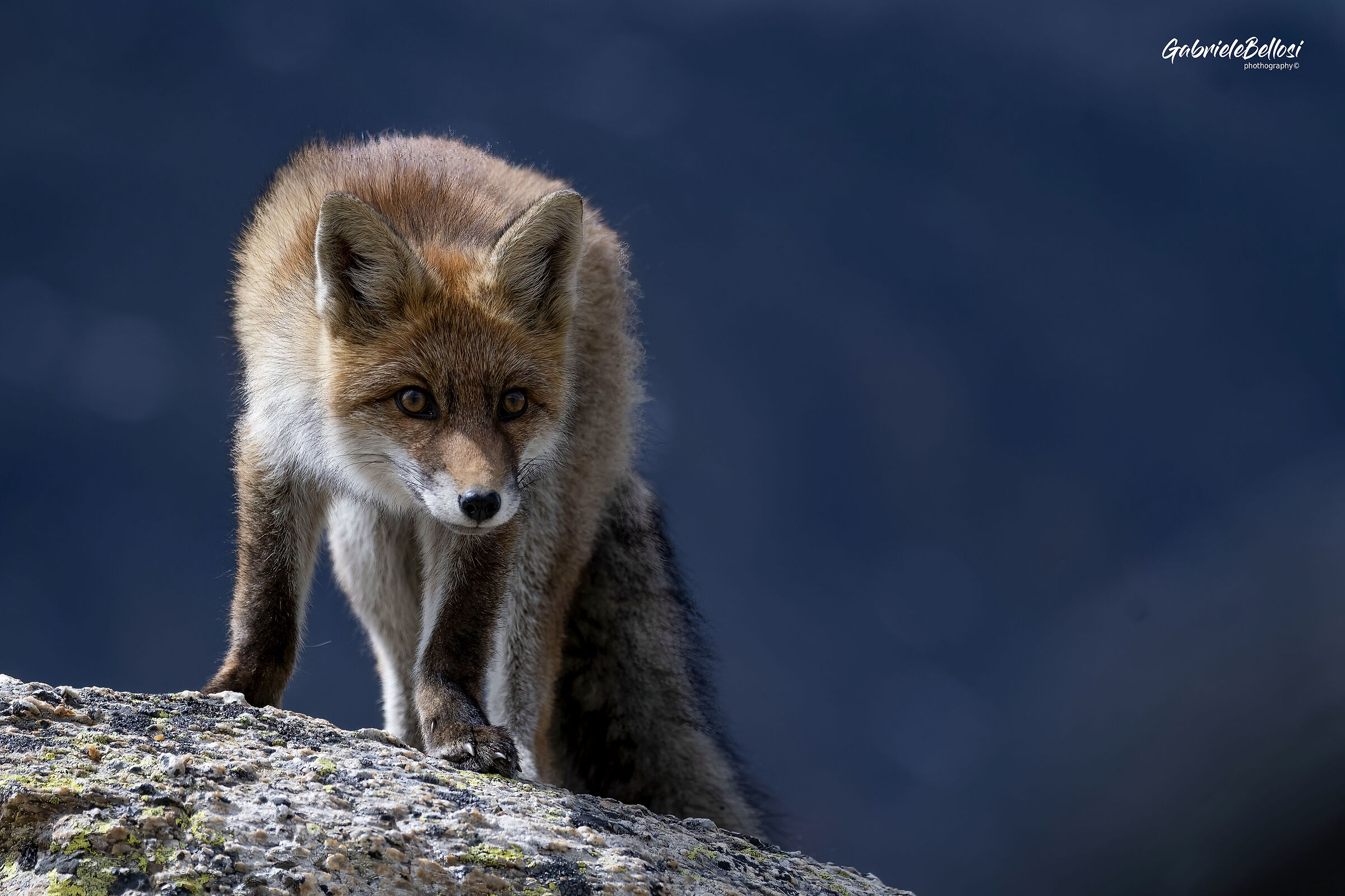 red fox