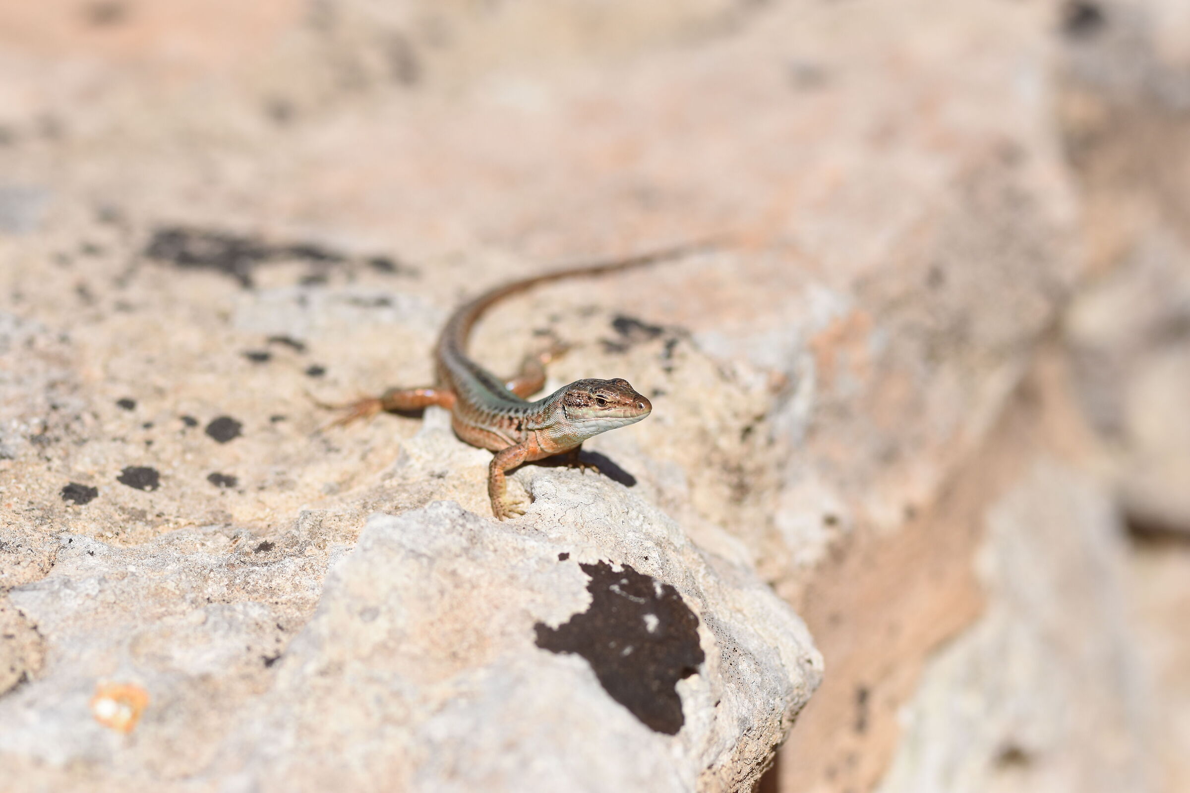 " 1/ 8 Mila ", Sigma 85, 1.4 DG HSM Art- Nikon  D ...