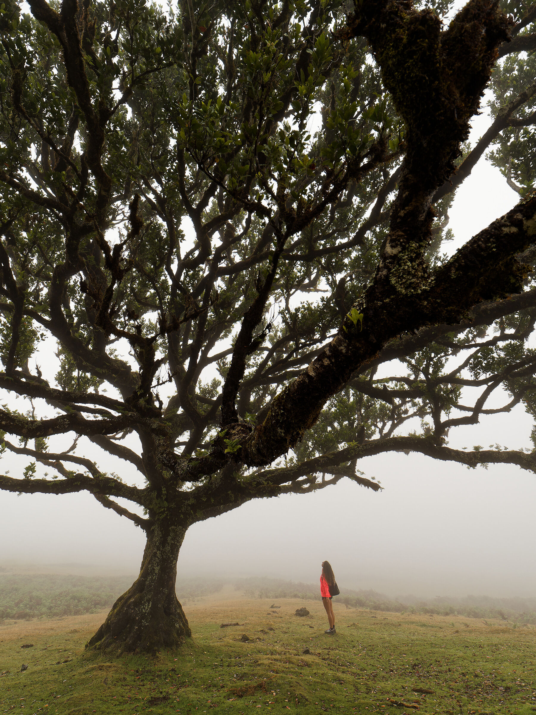 Tree Energy