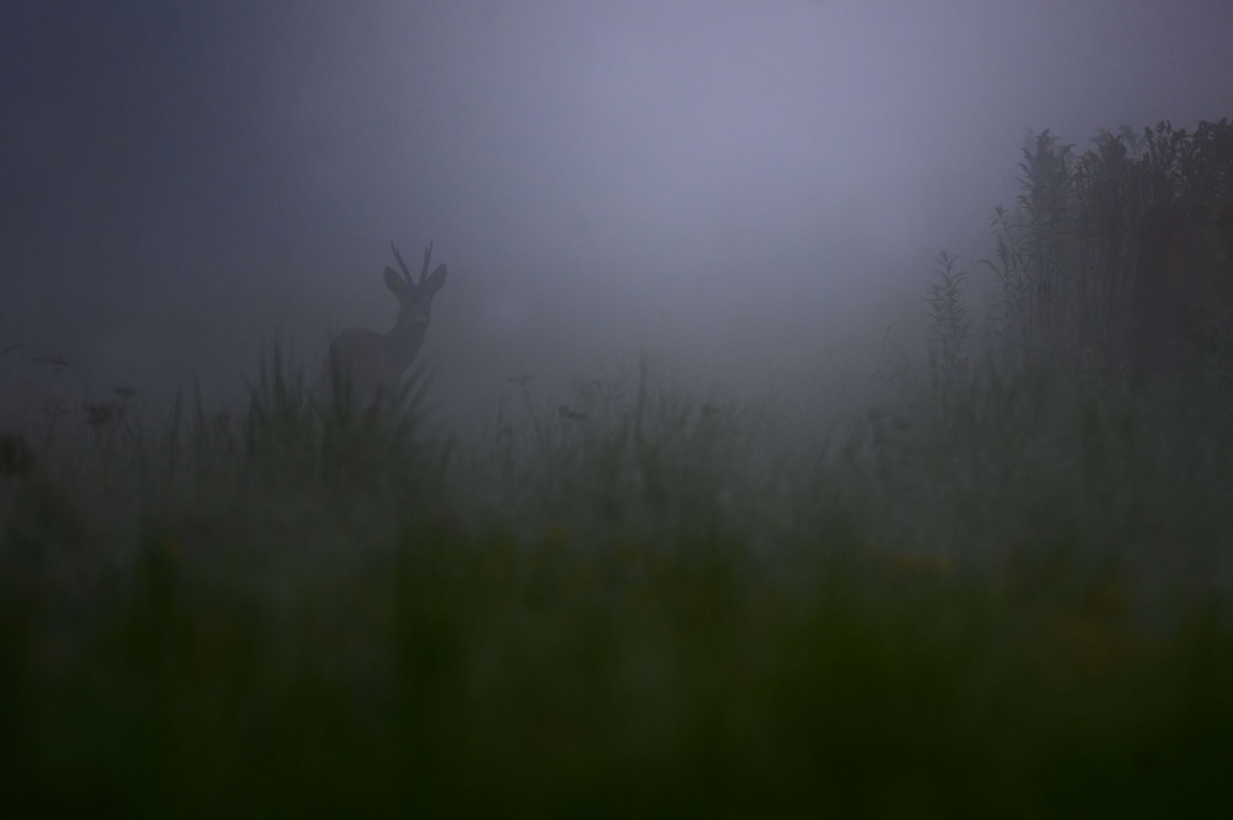 Roe Deer Fog's