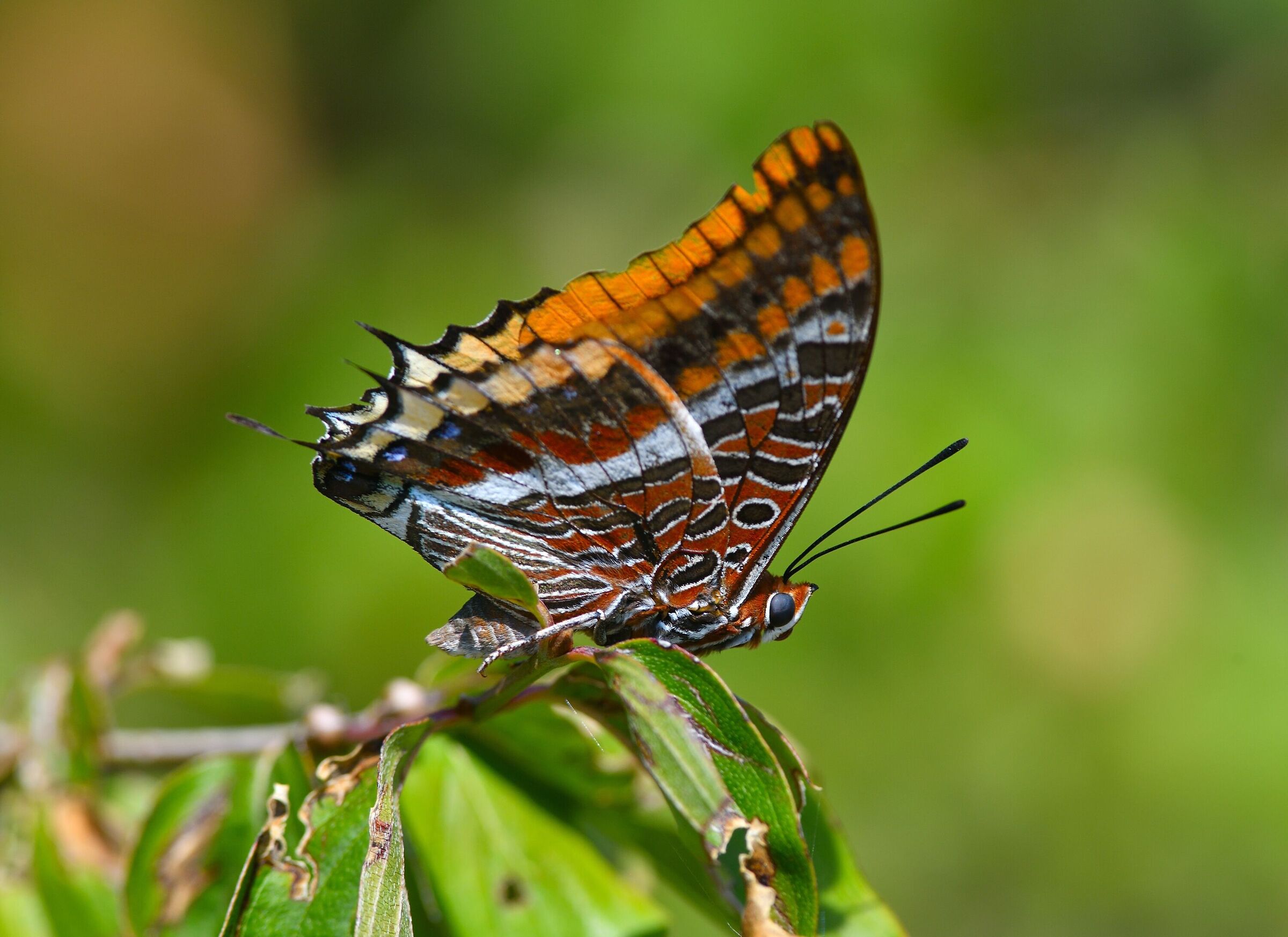 charaxes jasius, Euganean Hills