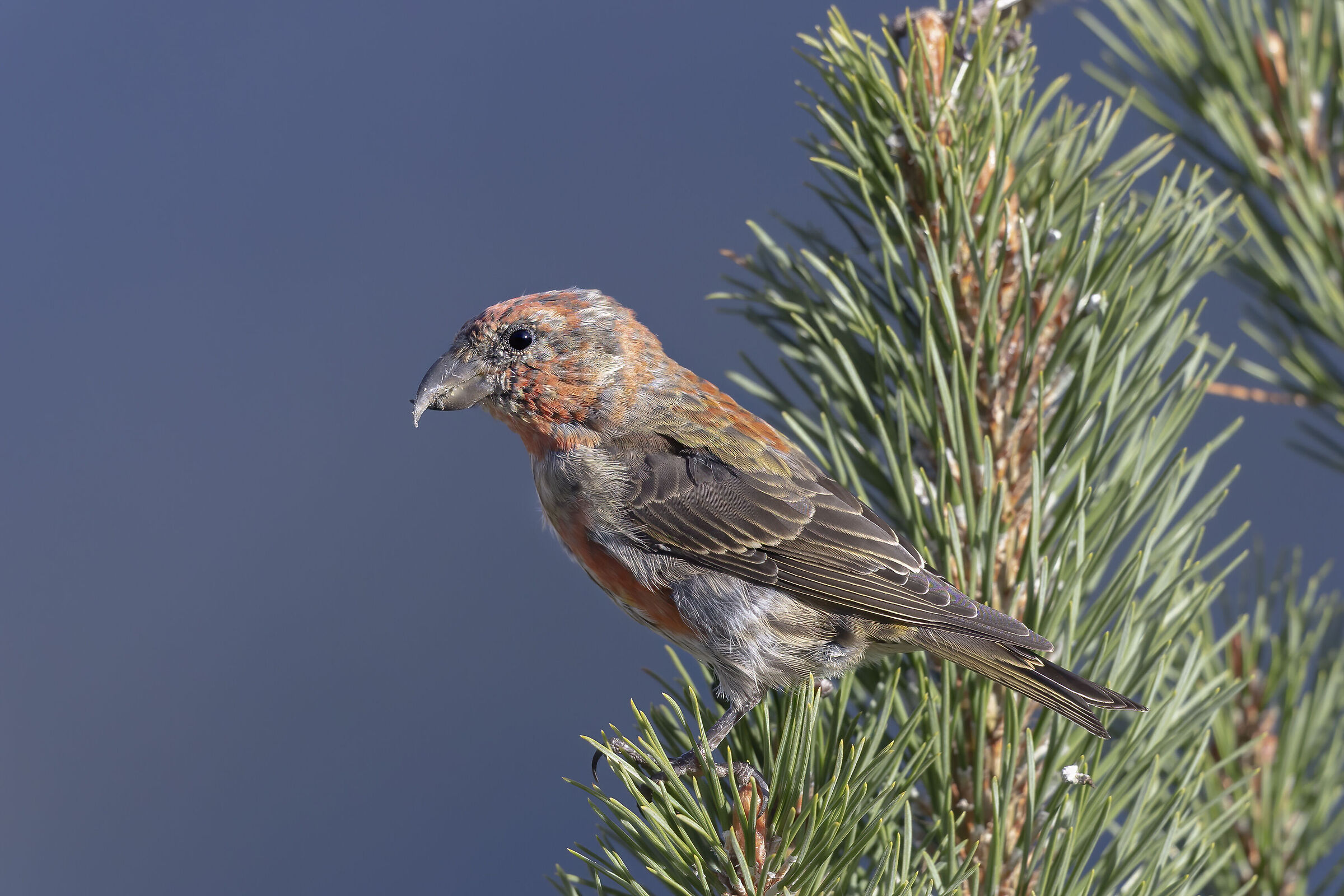 un piacere di crociere