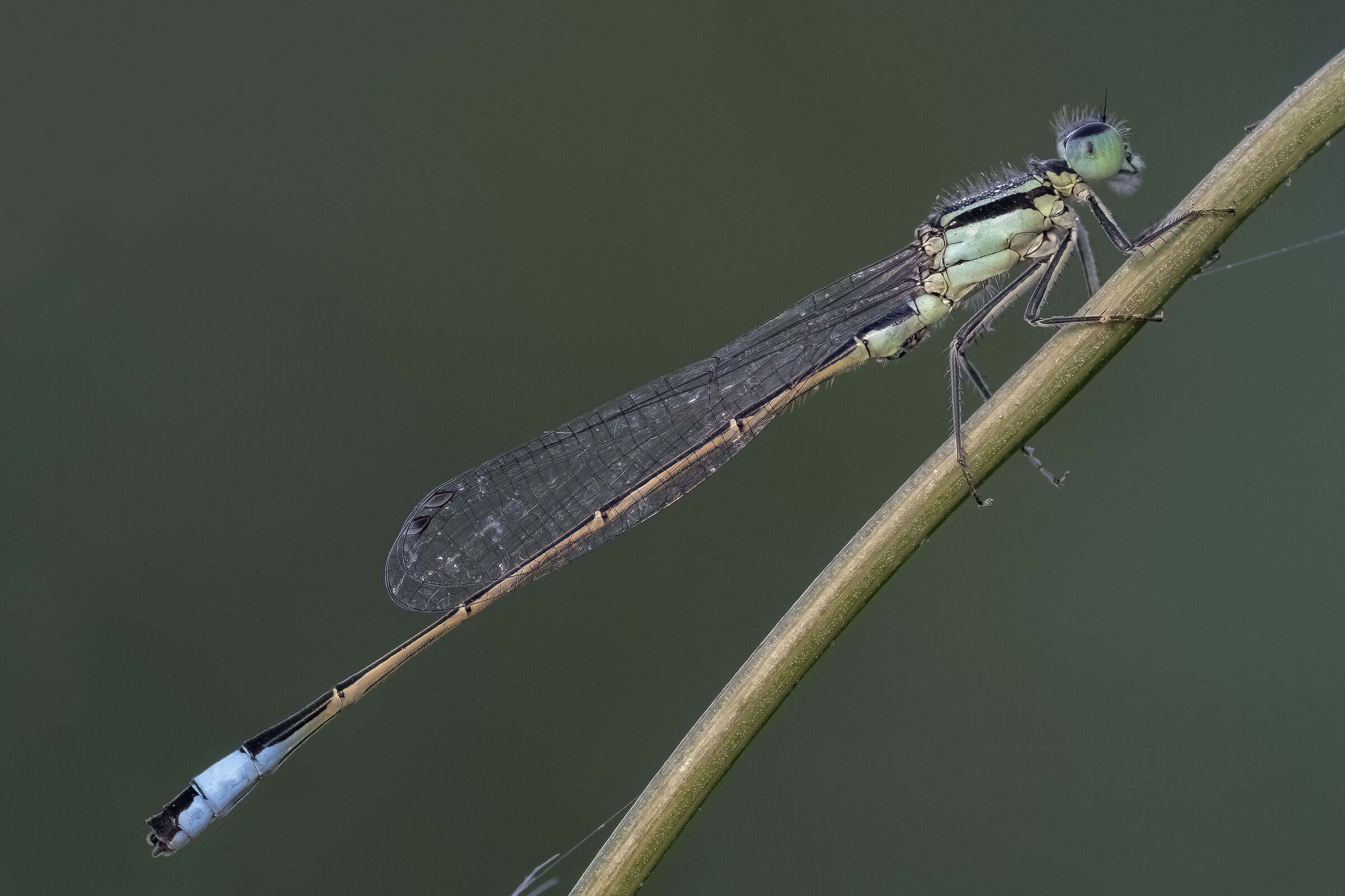 Ischnura elegans