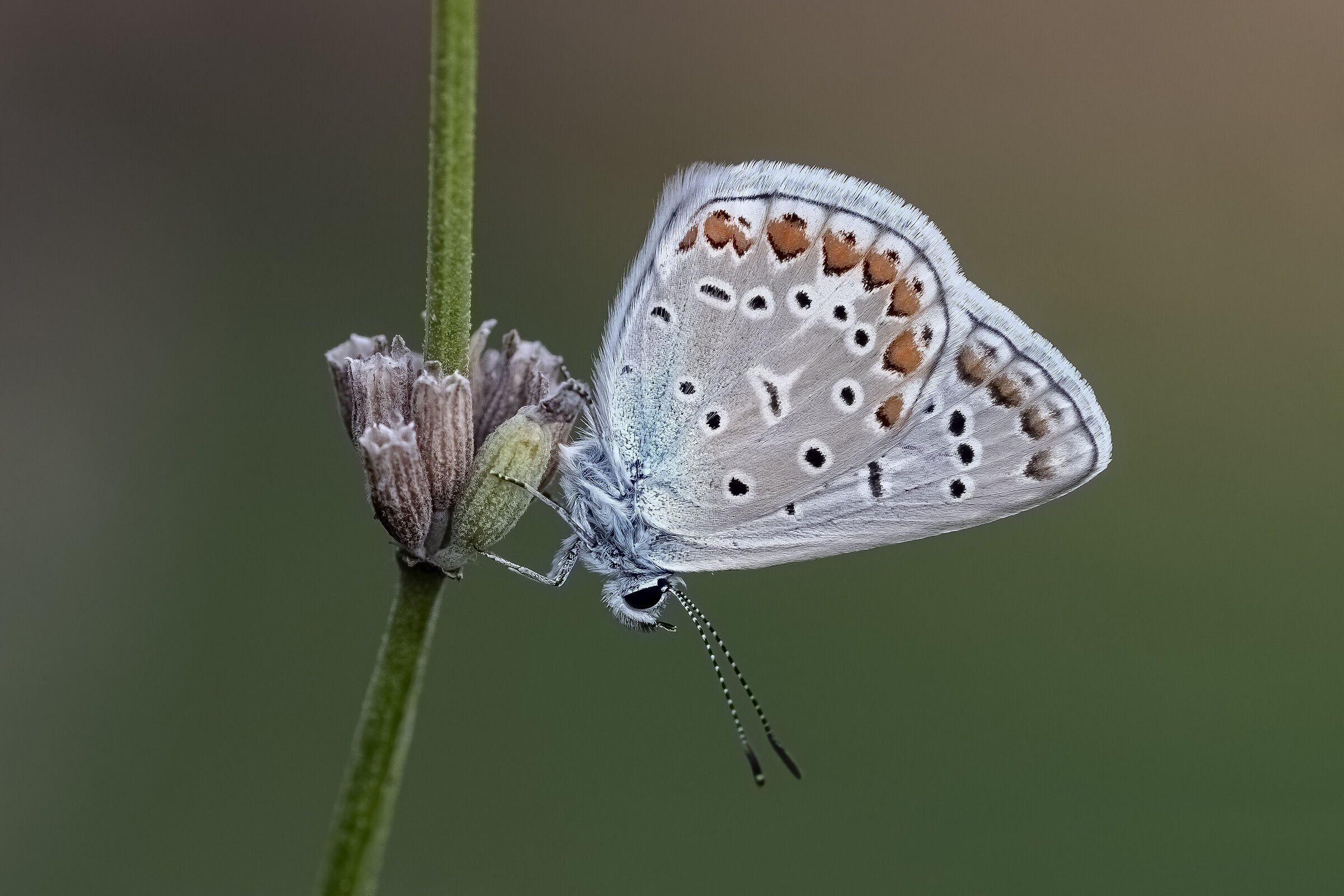 Polyommatus icarus