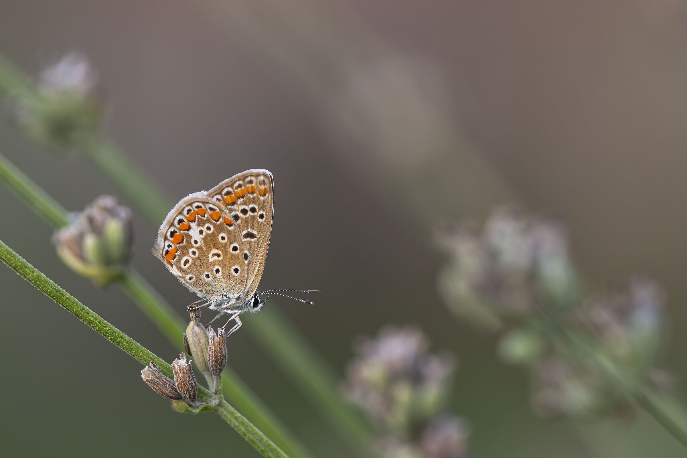 Polyommatus icarus
