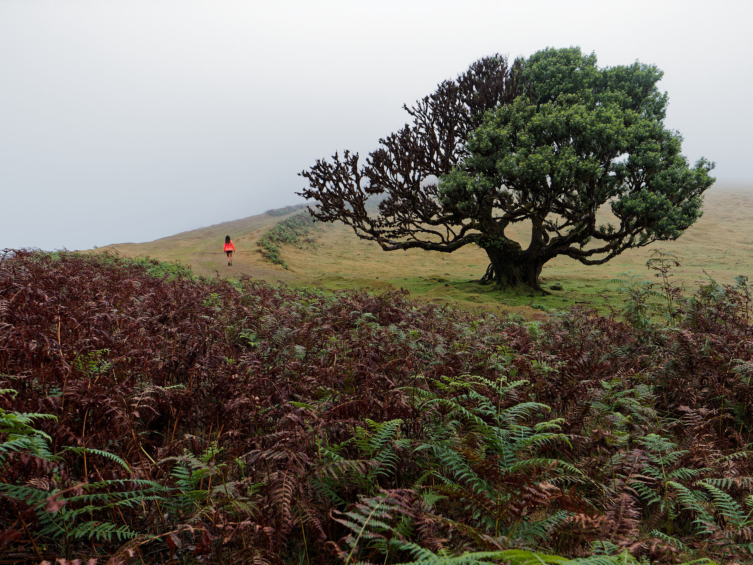 Trees revolution