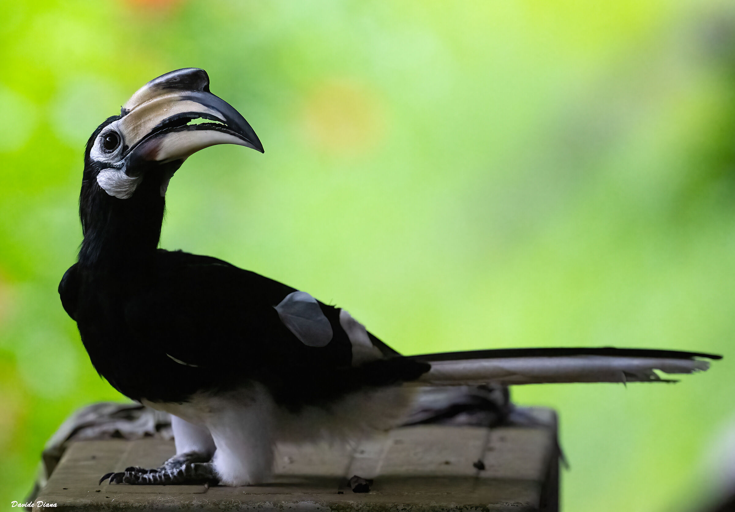 Hornbill