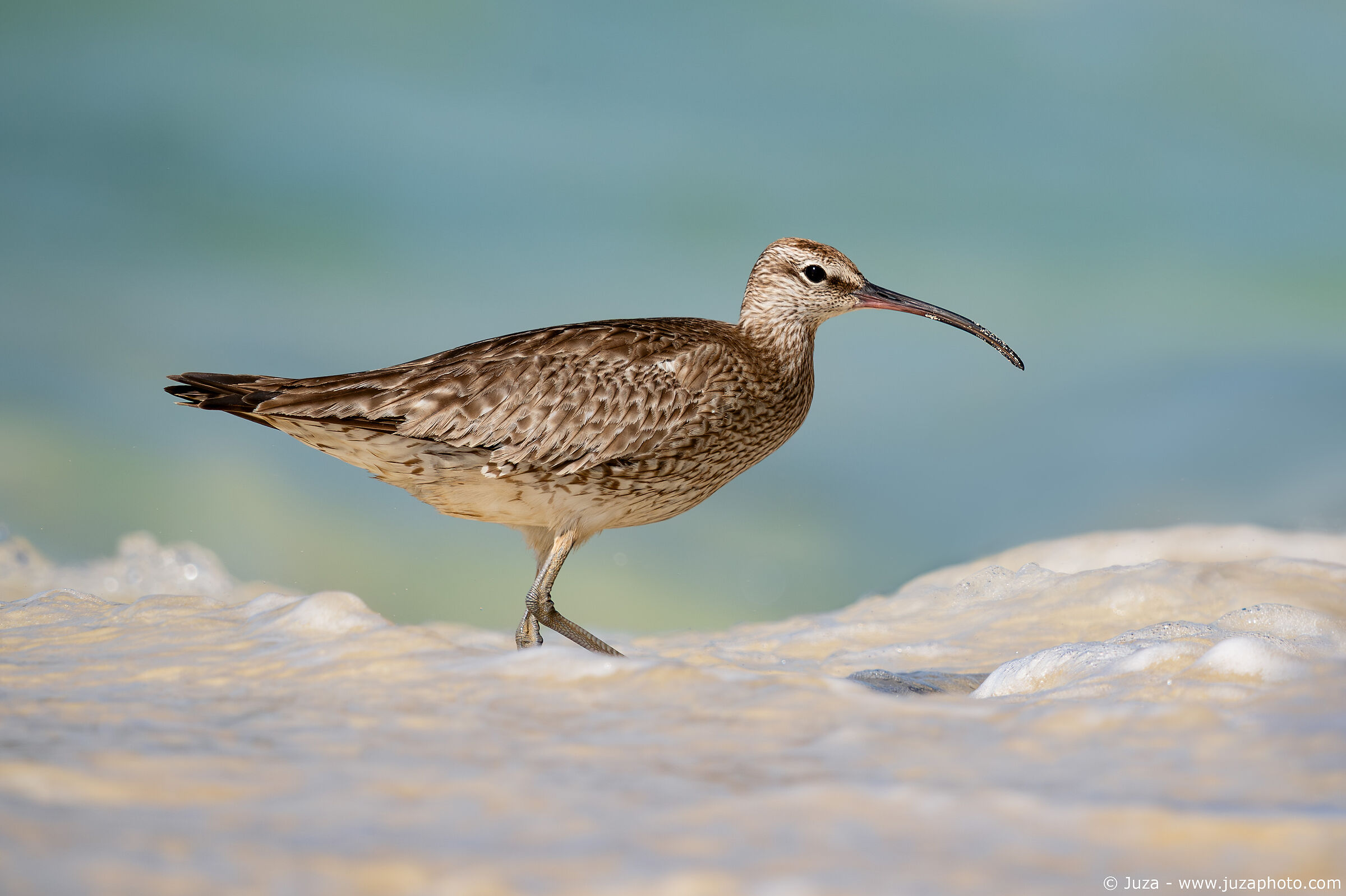 Chiurlo piccolo (Numenius phaeopus)