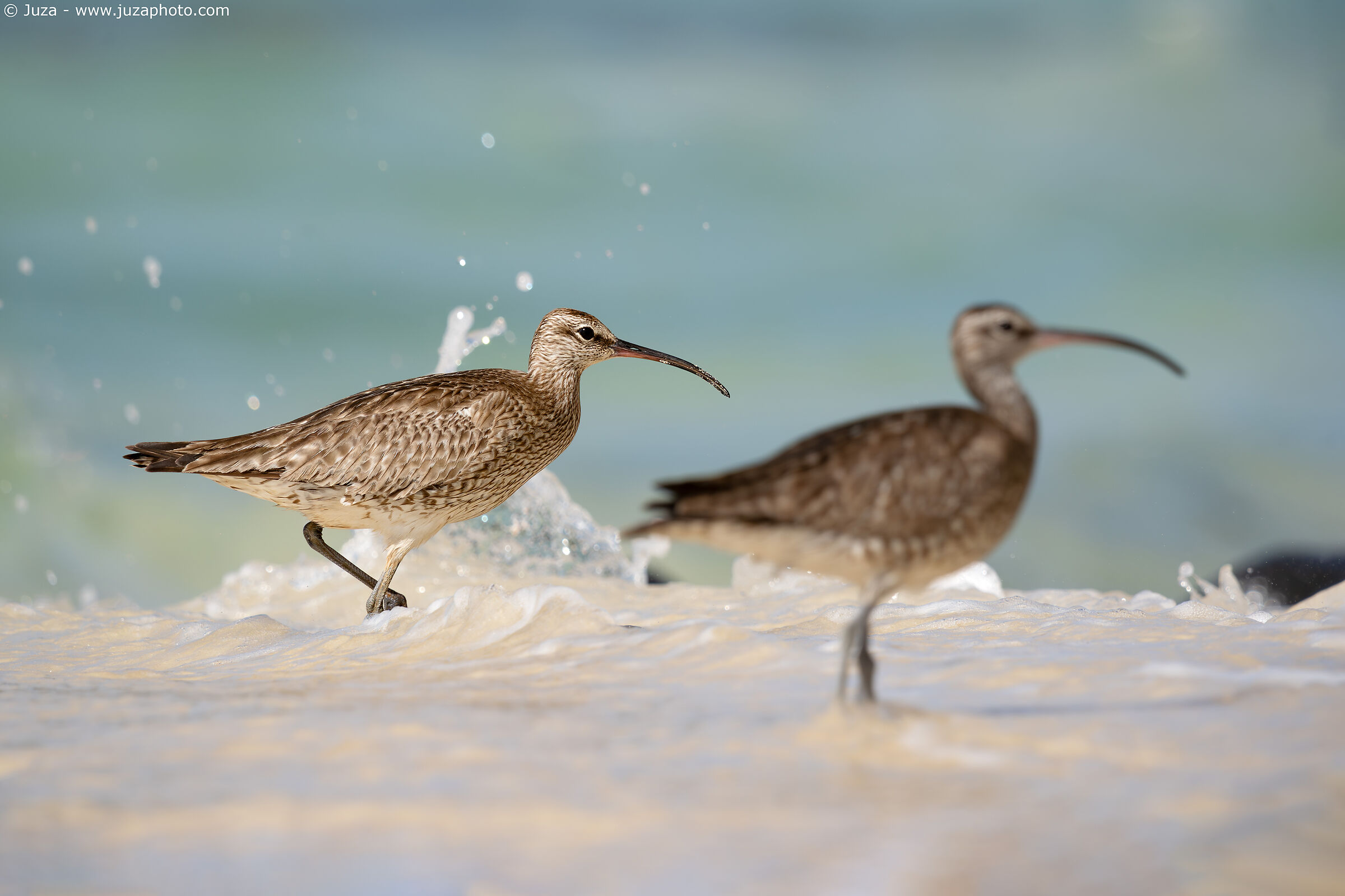Little Curlew (Numenius phaeopus)