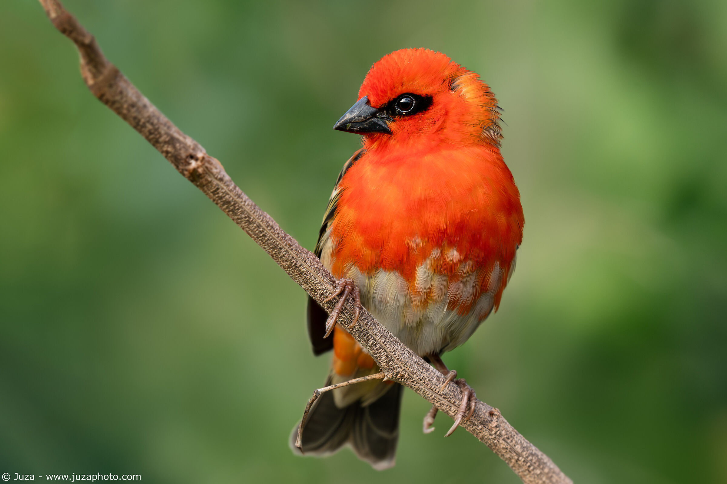 Flaming weaver (Foudia madagascariensis)
