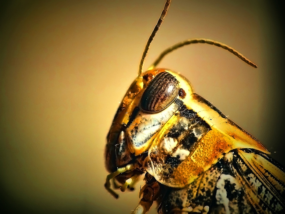 Lord of the Grasshoppers