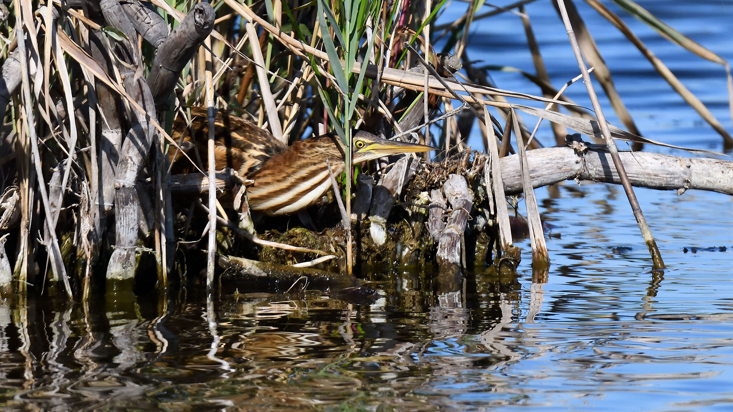 Little bittern