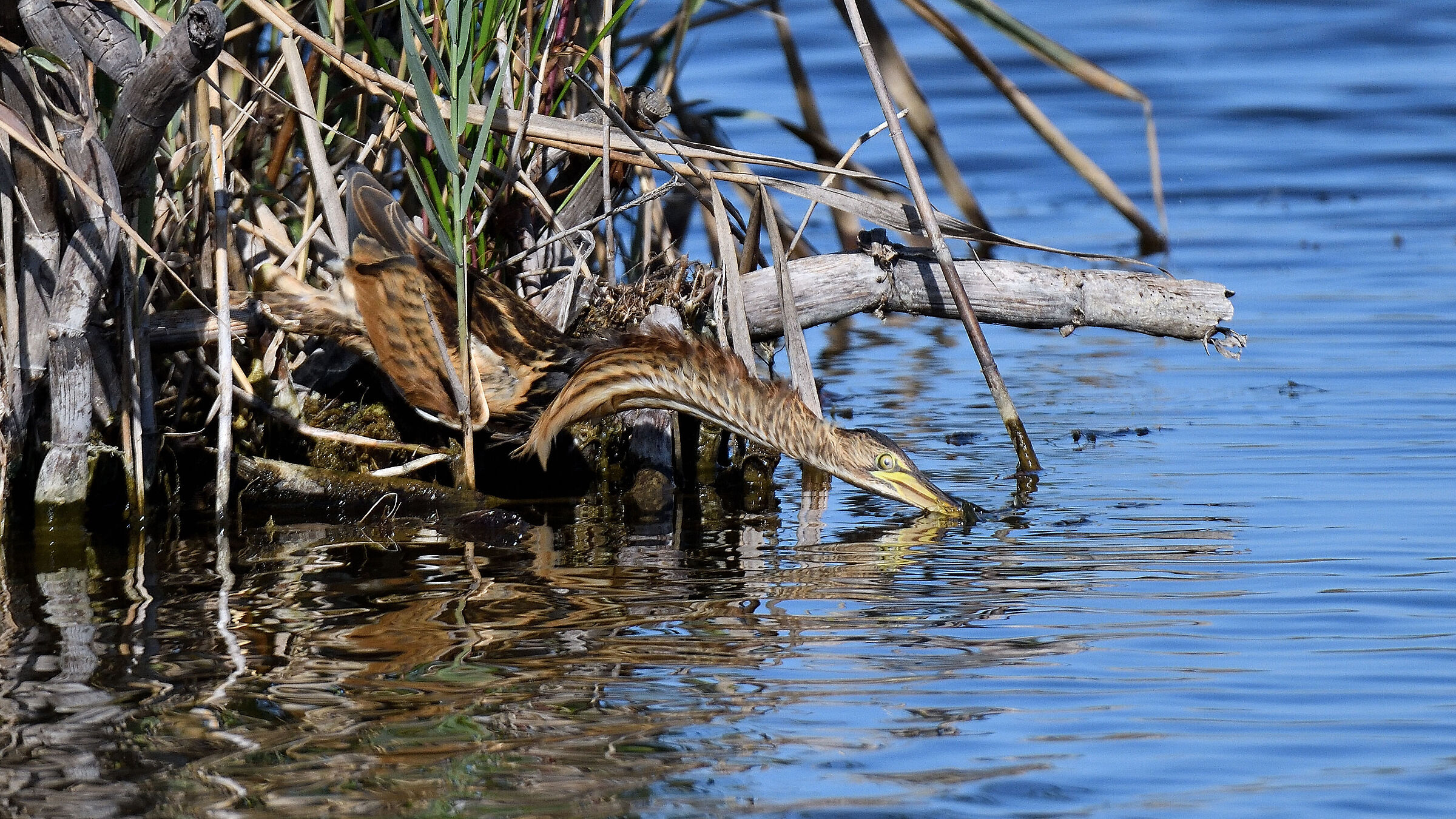 Little bittern