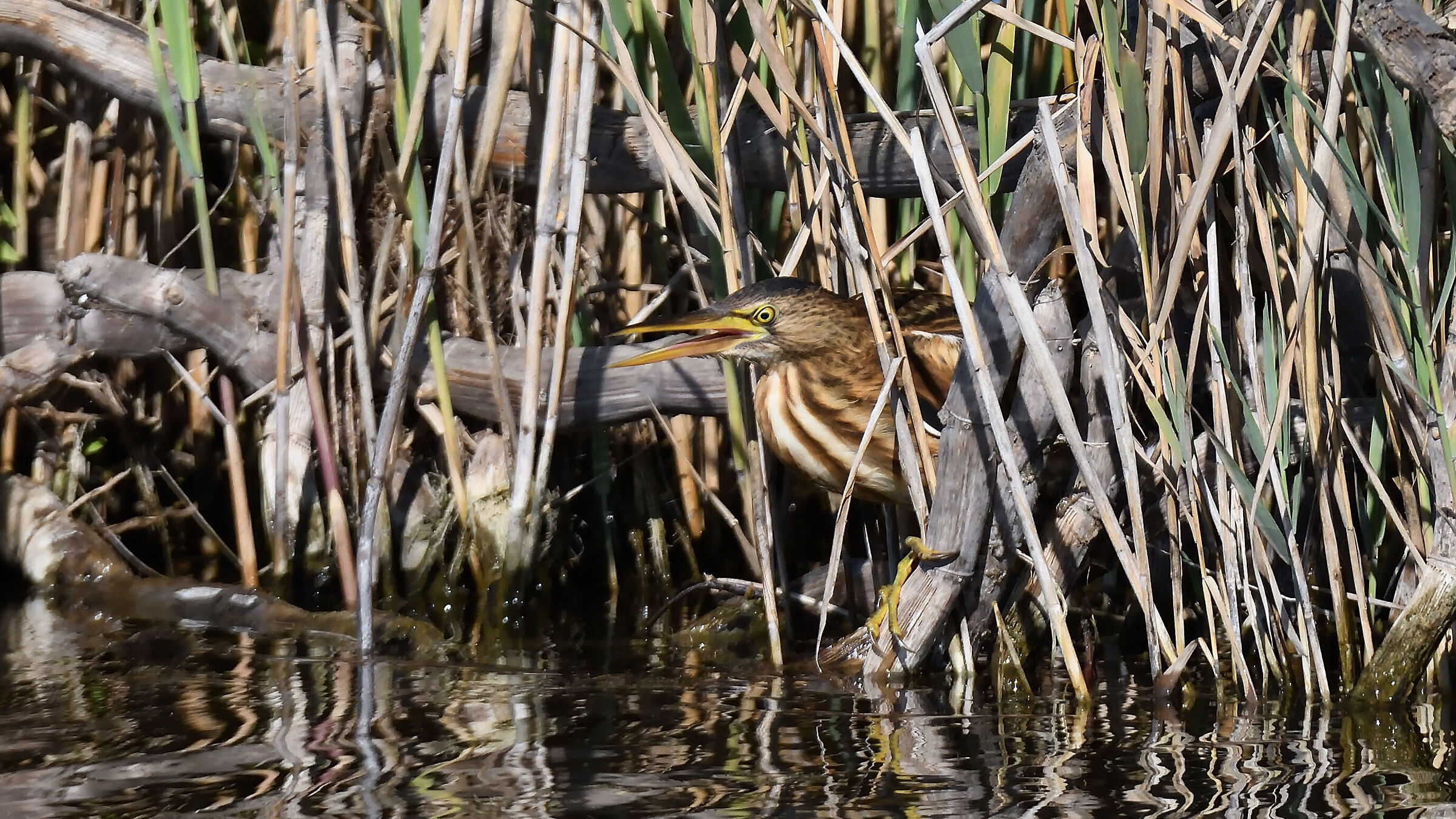 Little bittern